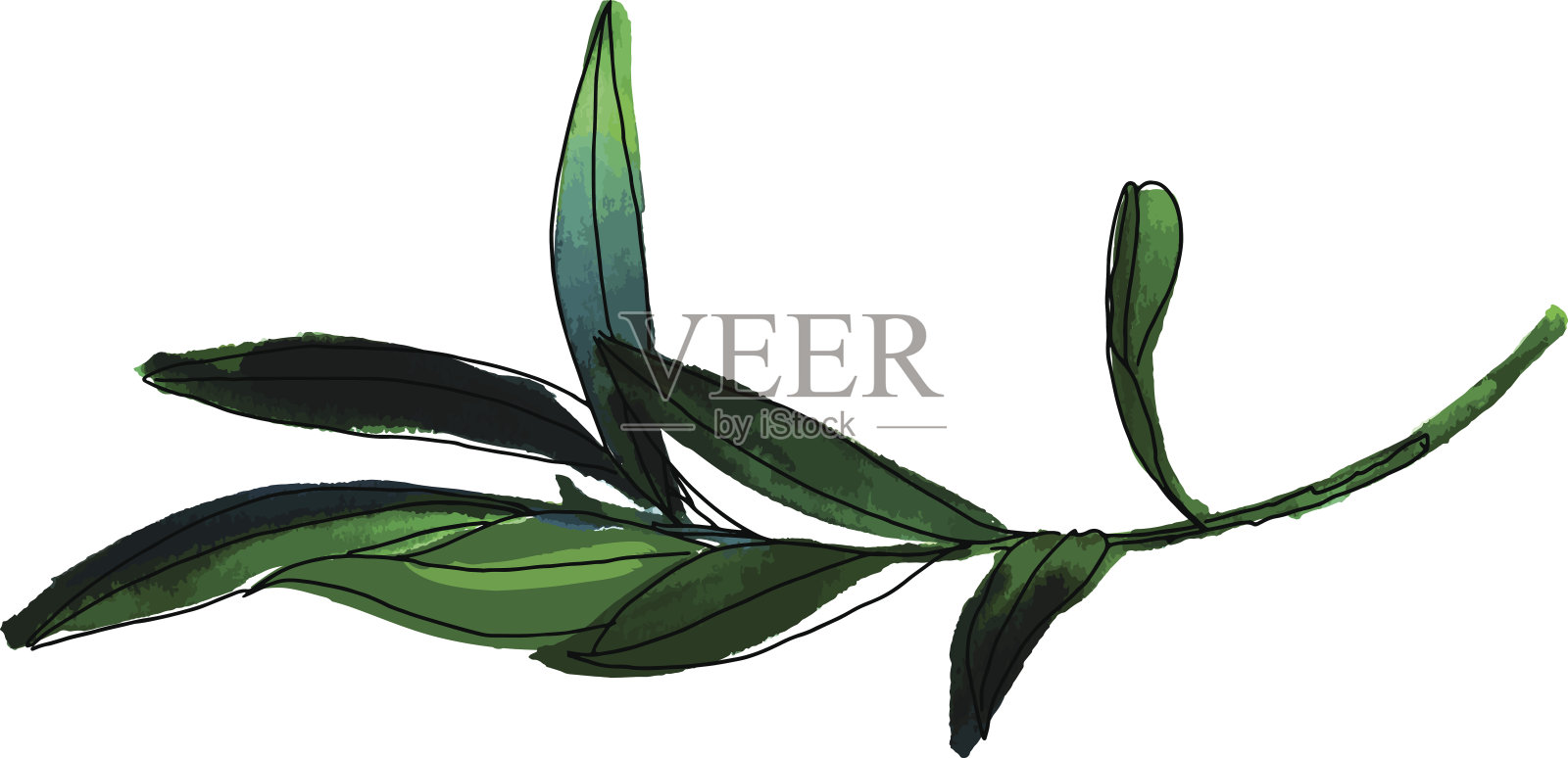 向量和水彩画的绿色橄榄枝在白色插画图片素材