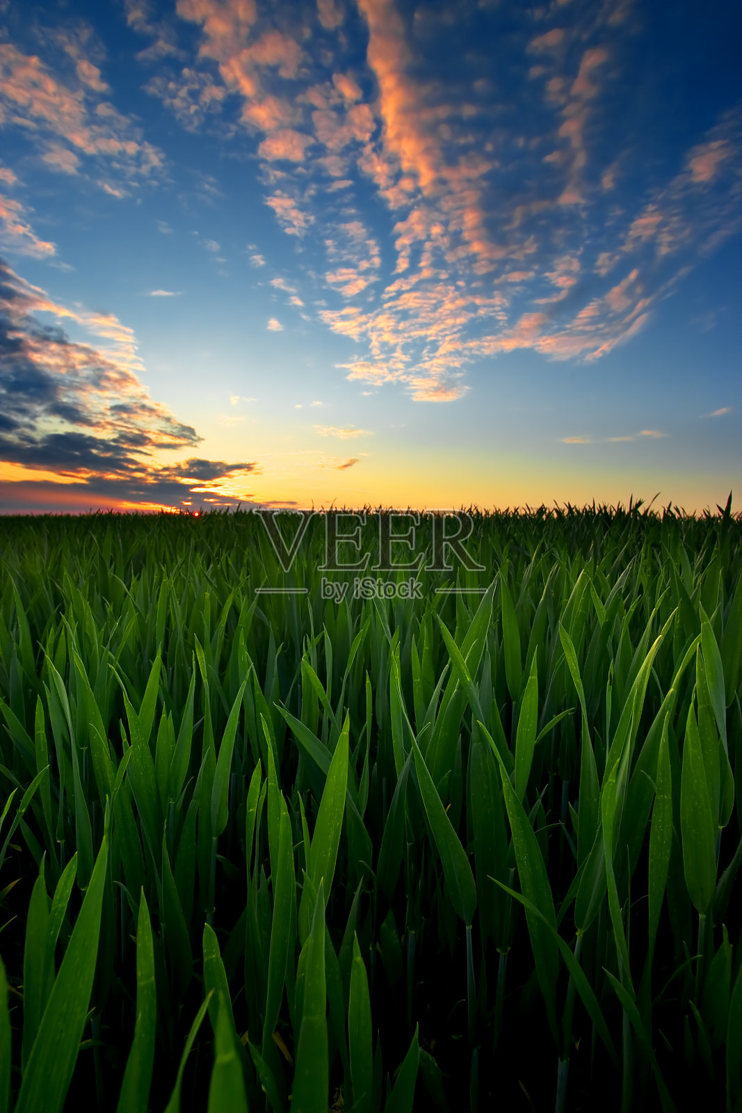 绿色的玉米地和五颜六色的晚霞天空照片摄影图片