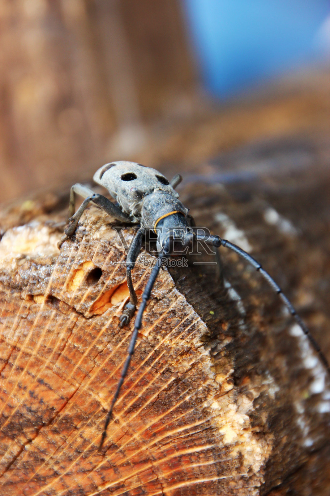 在树干上探险的大型长角甲壳虫照片摄影图片