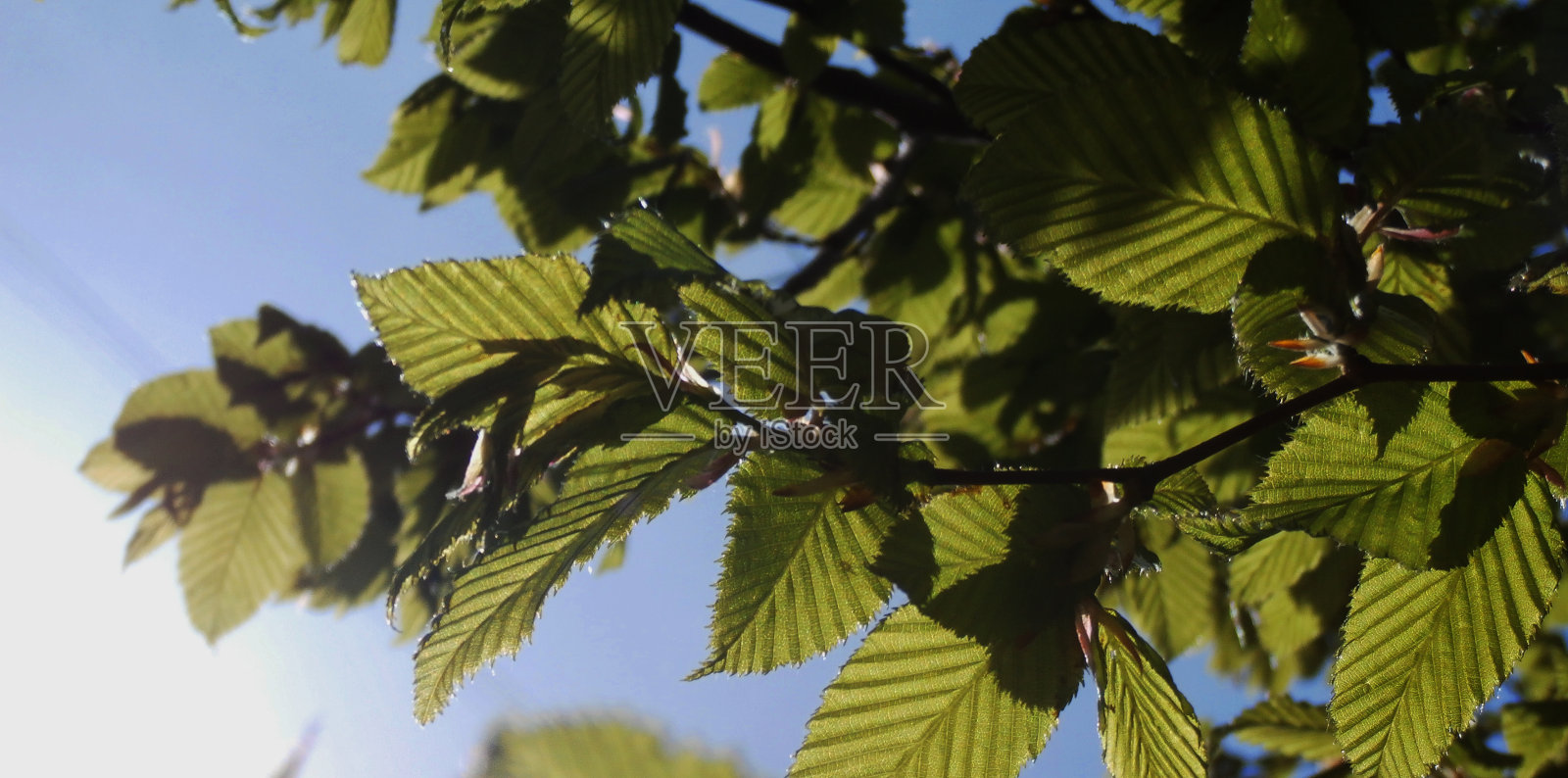 阳光沐浴着山毛榉树的叶子照片摄影图片
