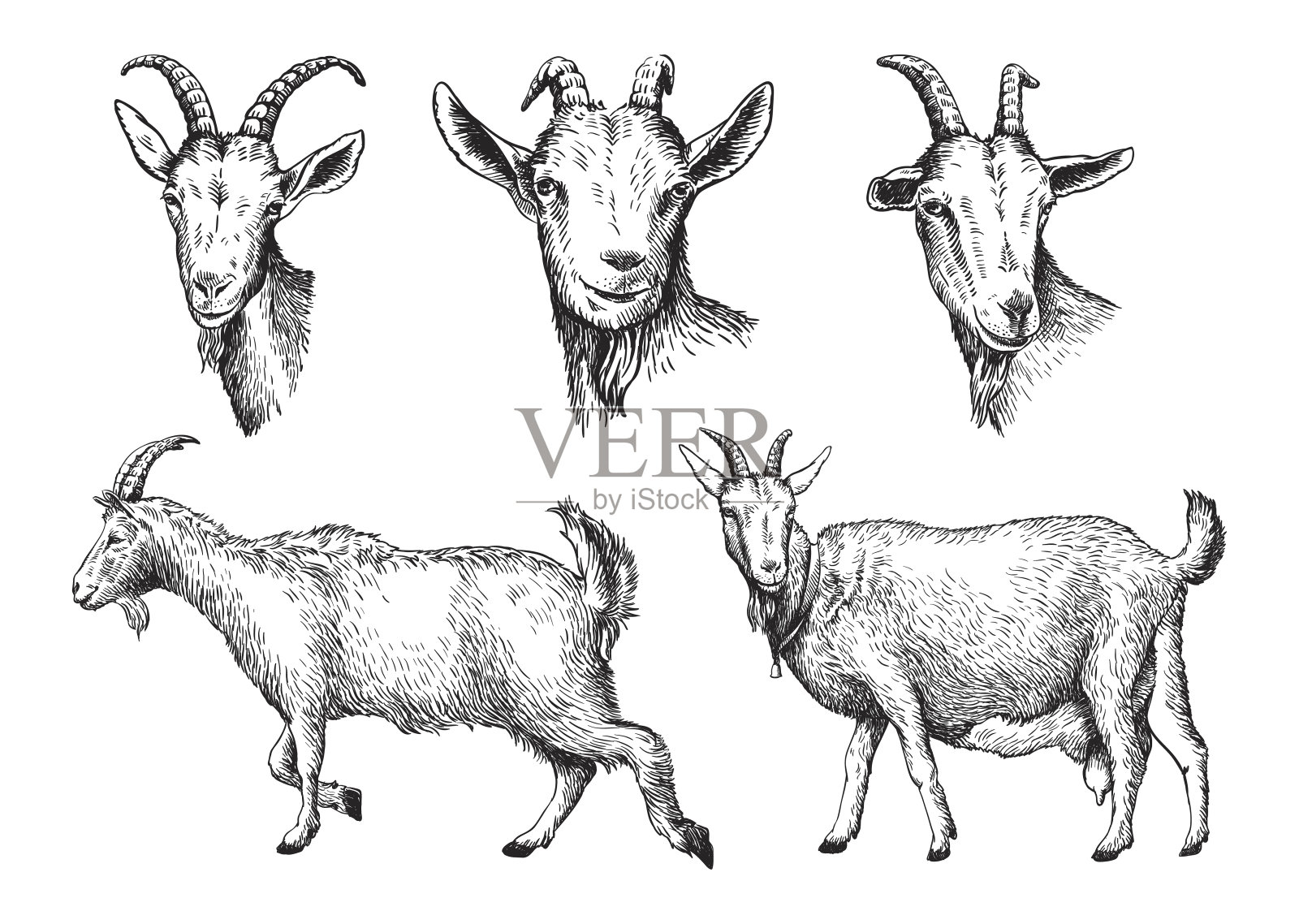 手绘山羊素描。牲畜。动物吃草设计元素图片
