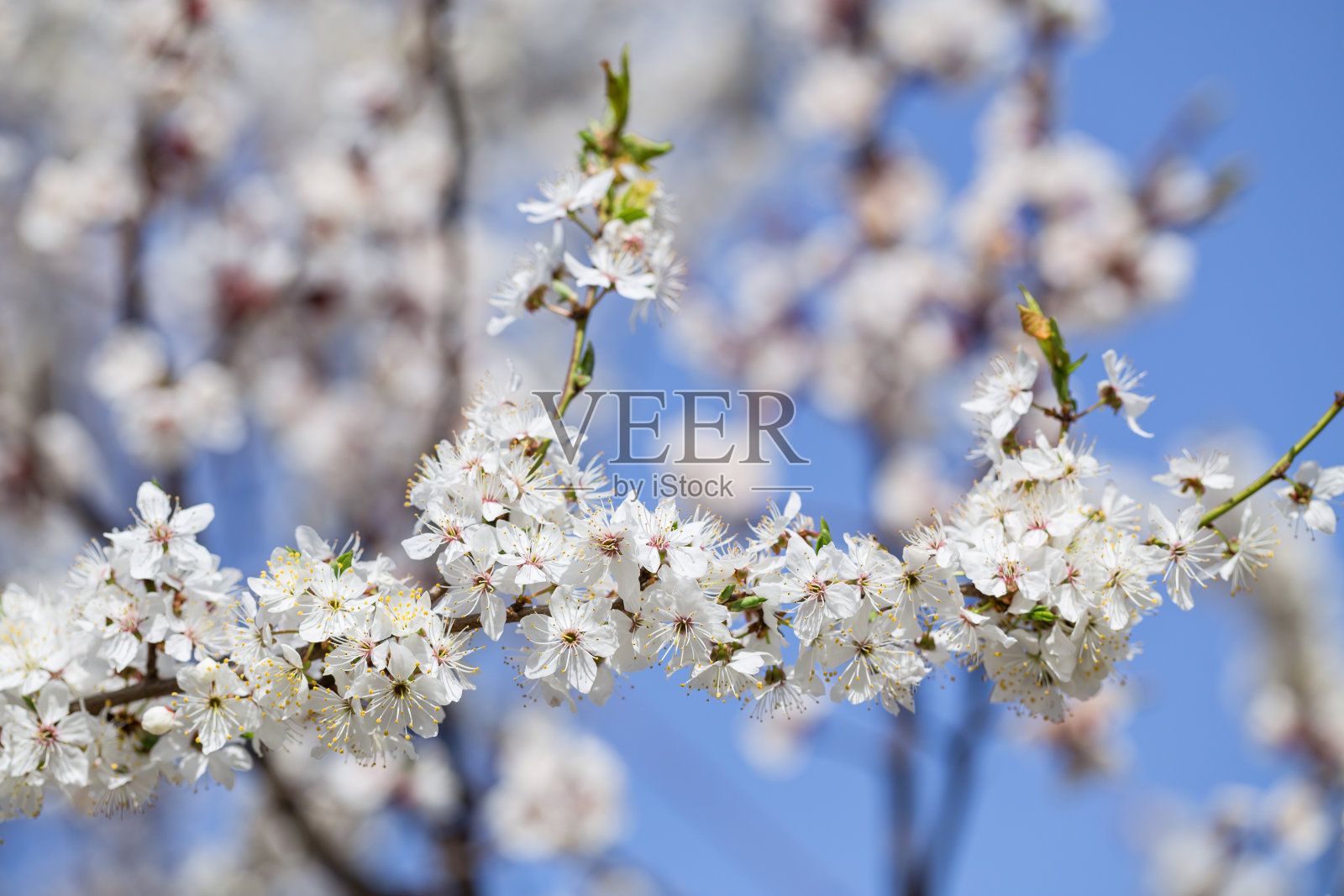 樱花在五月初开花。照片摄影图片