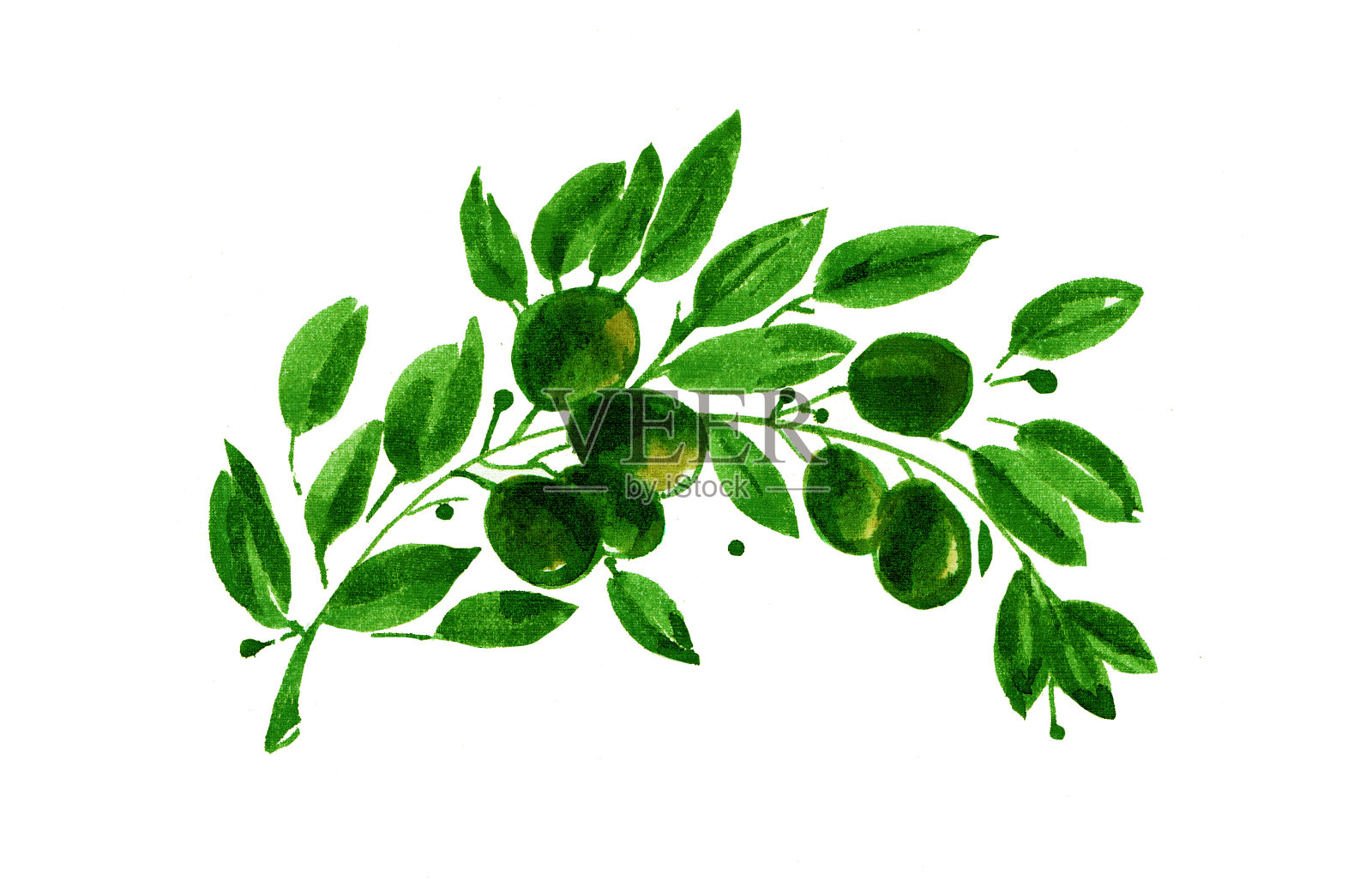 橄榄枝，水彩画，白色背景插画图片素材
