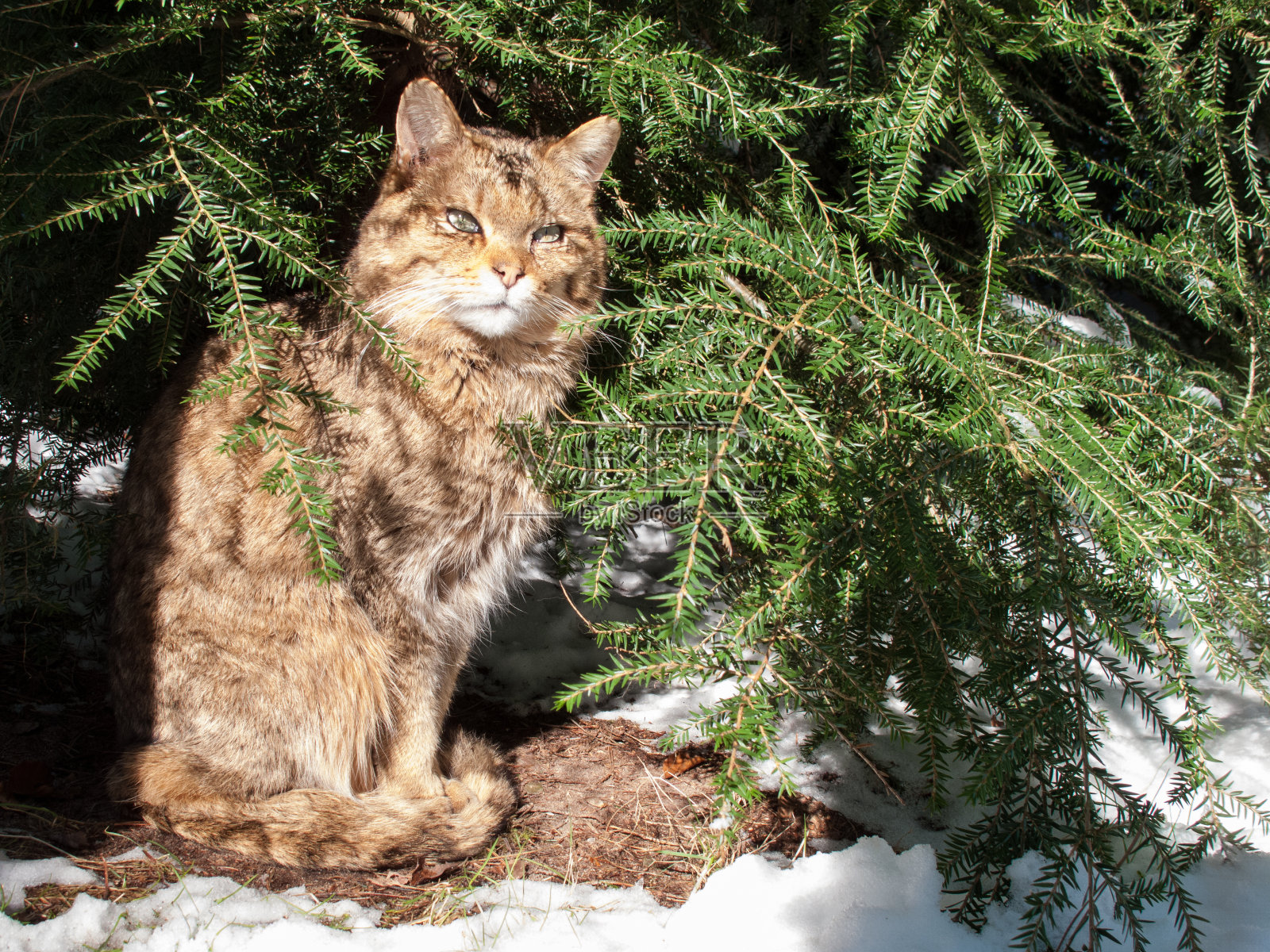 冬天的野猫照片摄影图片