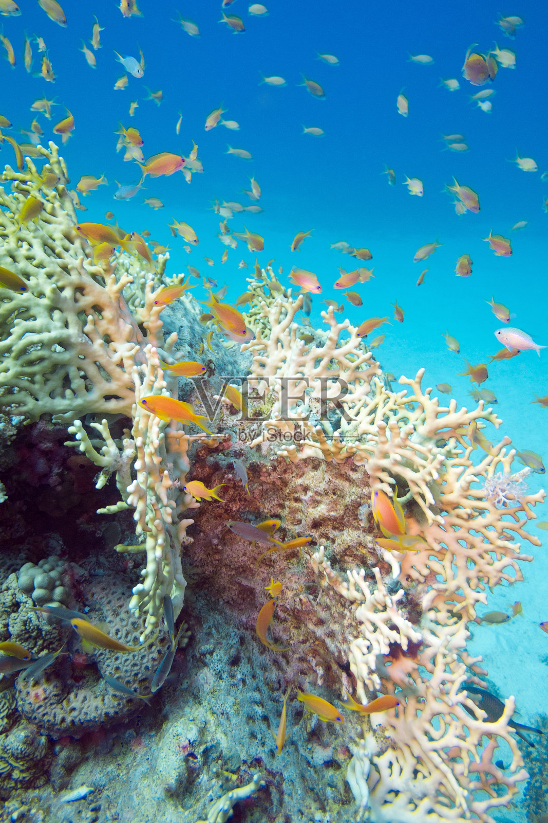 热带海洋中的火珊瑚和水下的鱼照片摄影图片
