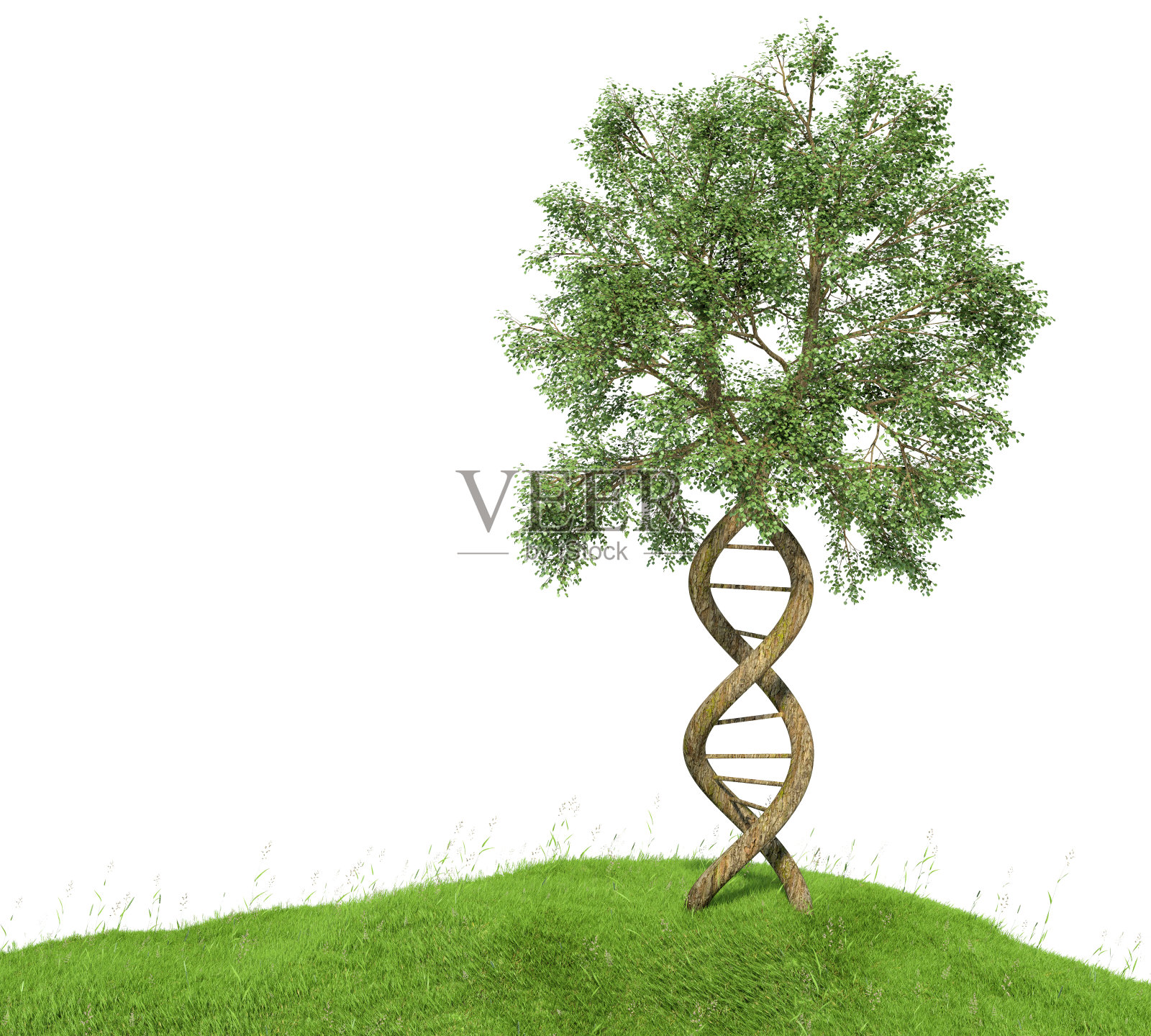 DNA形成了树木，树干形成了双螺旋结构照片摄影图片