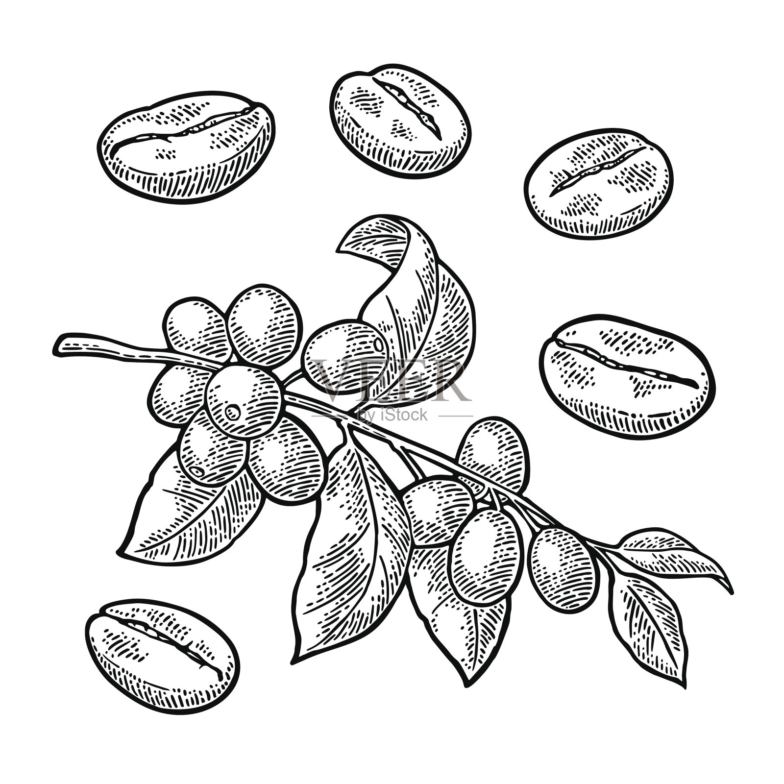 咖啡枝叶，浆果和豆子。古董向量雕刻插画图片素材