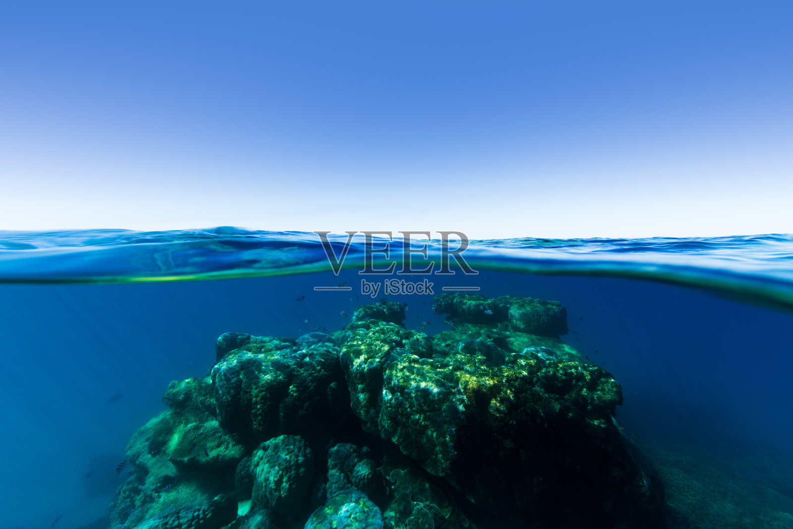 大堡礁上的珊瑚波米照片摄影图片
