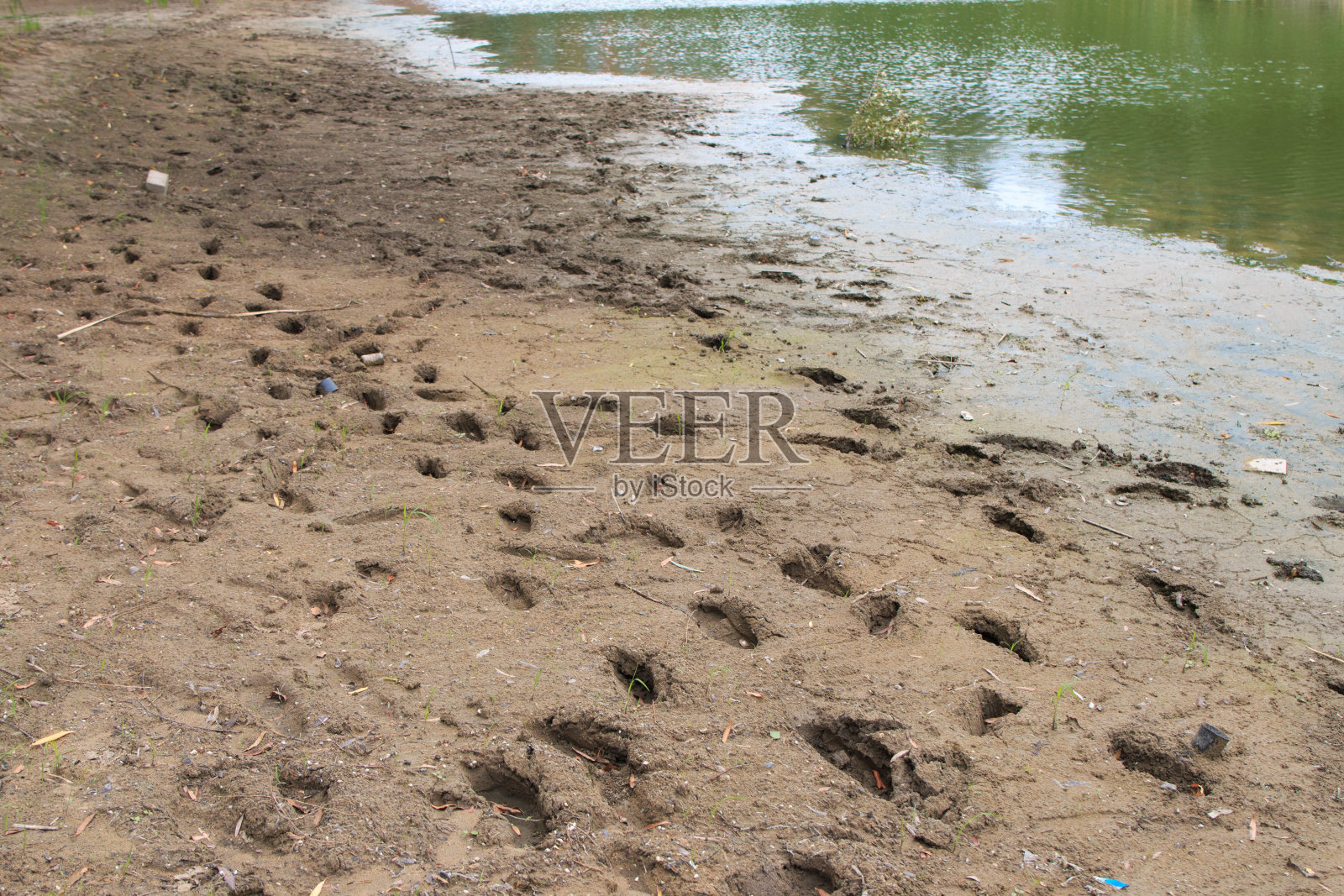 干涸的河床上留下脚印照片摄影图片