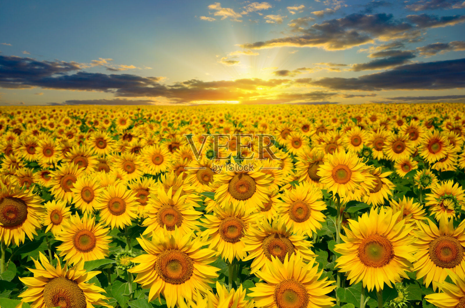 一大片向日葵在夕阳的背景下照片摄影图片