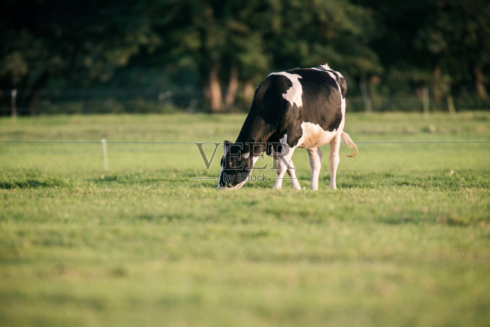 一头奶牛在草地上吃草。照片摄影图片