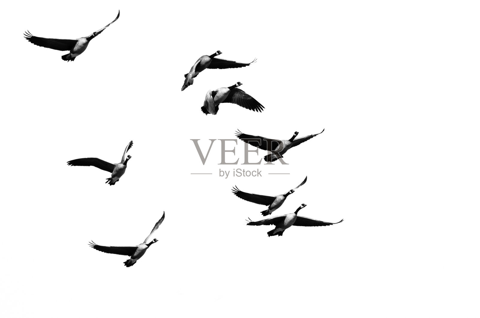 一群加拿大鹅在白色的背景上飞行照片摄影图片