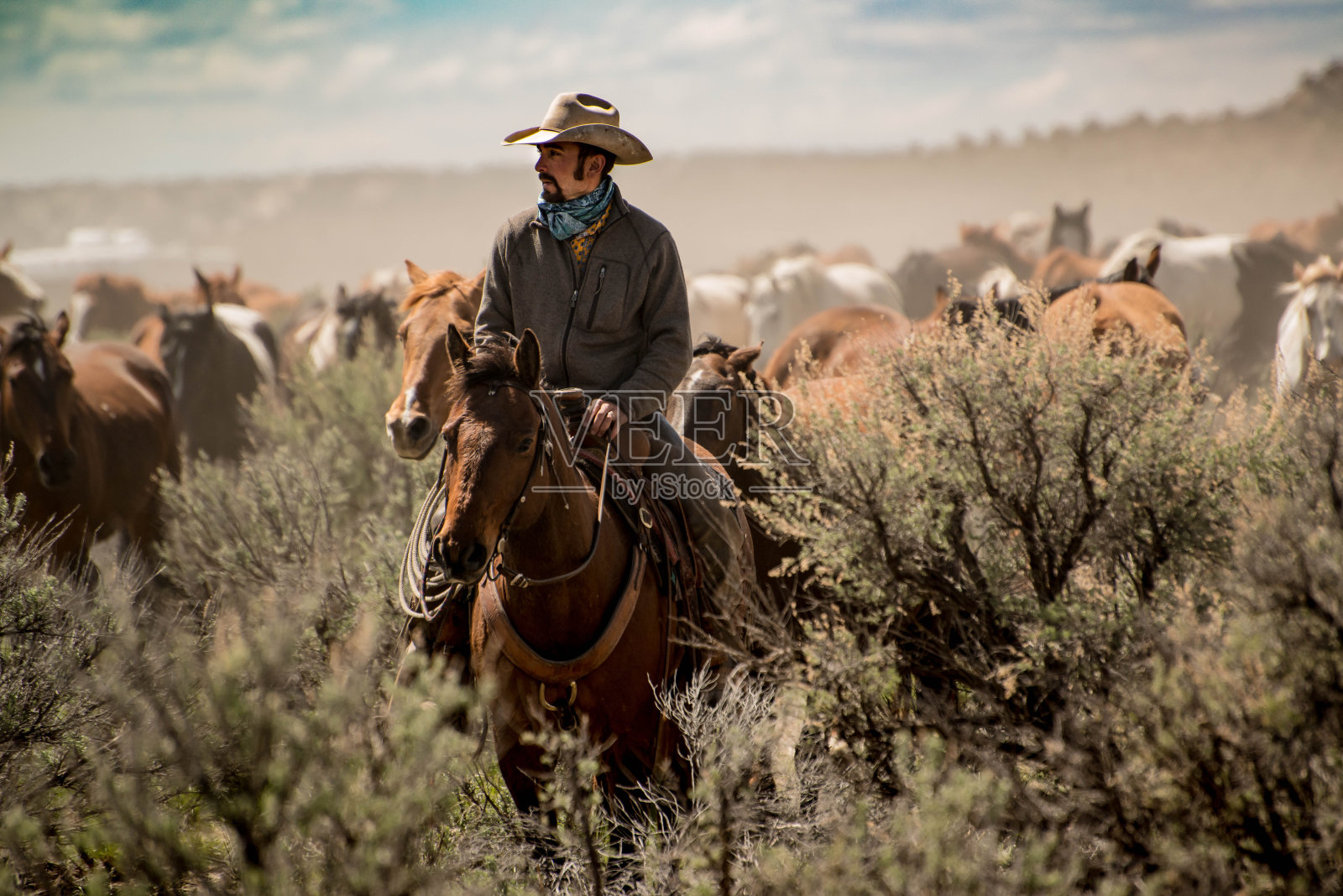 在围捕期间，牛仔带领一群马穿过尘土和鼠尾草灌木丛照片摄影图片