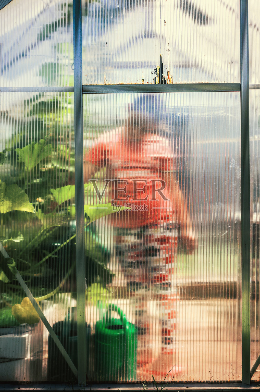 小女孩在温室里给植物浇水照片摄影图片