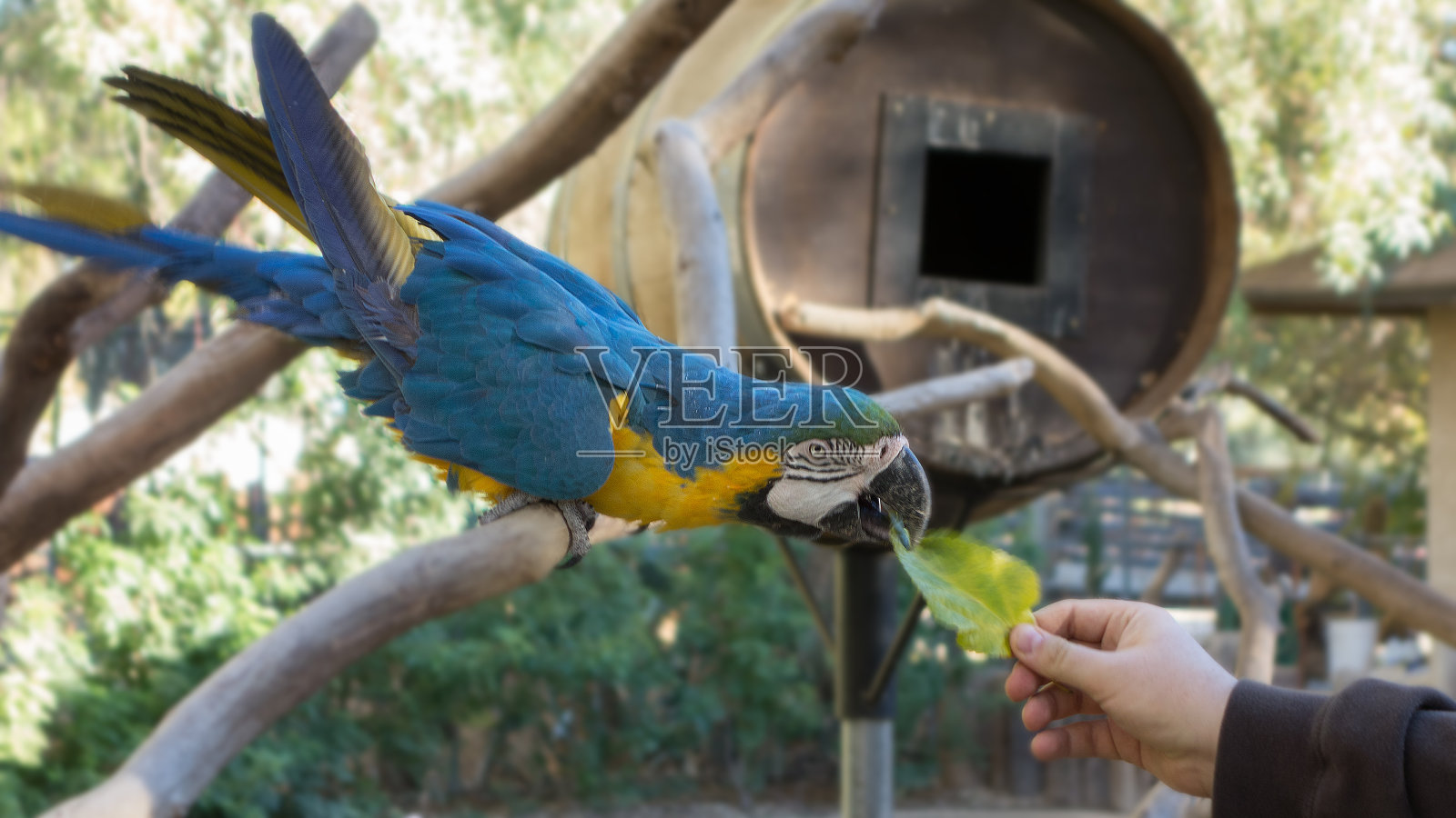 Ara Ararauna或蓝黄金刚鹦鹉照片摄影图片