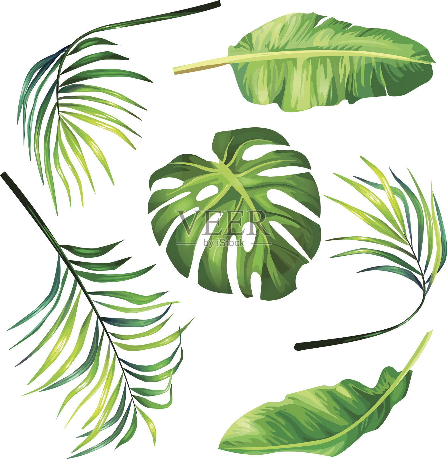 一套植物矢量插图的热带棕榈叶在现实主义的风格。设计元素图片