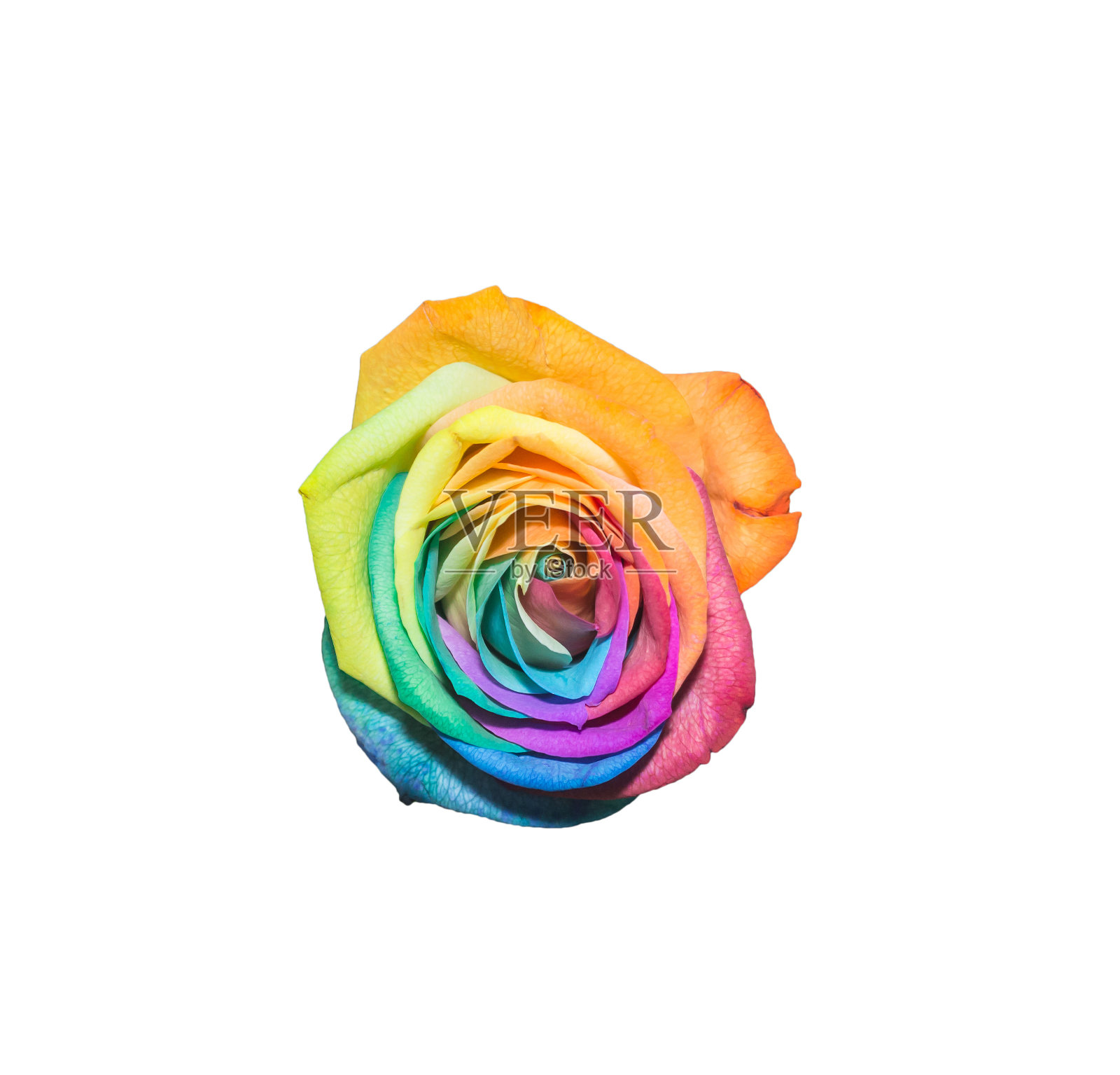 彩虹玫瑰花白色孤立与修剪小路照片摄影图片