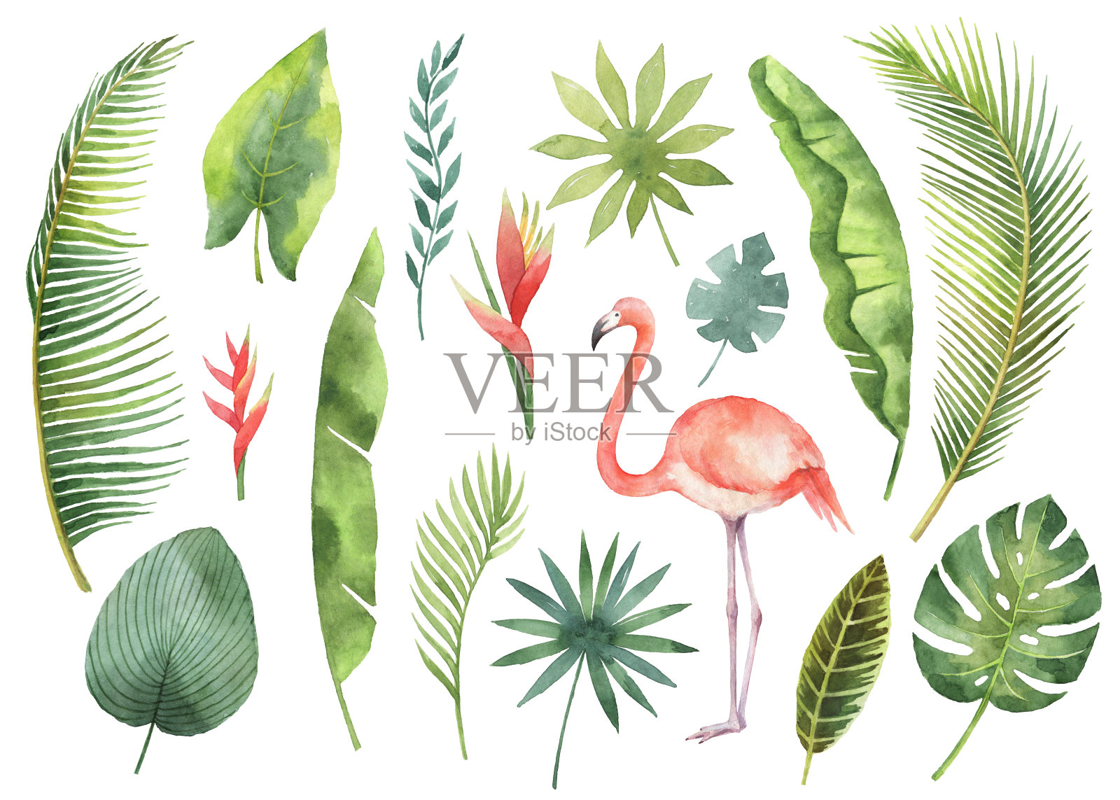 水彩设置热带树叶和树枝孤立在白色的背景。插画图片素材