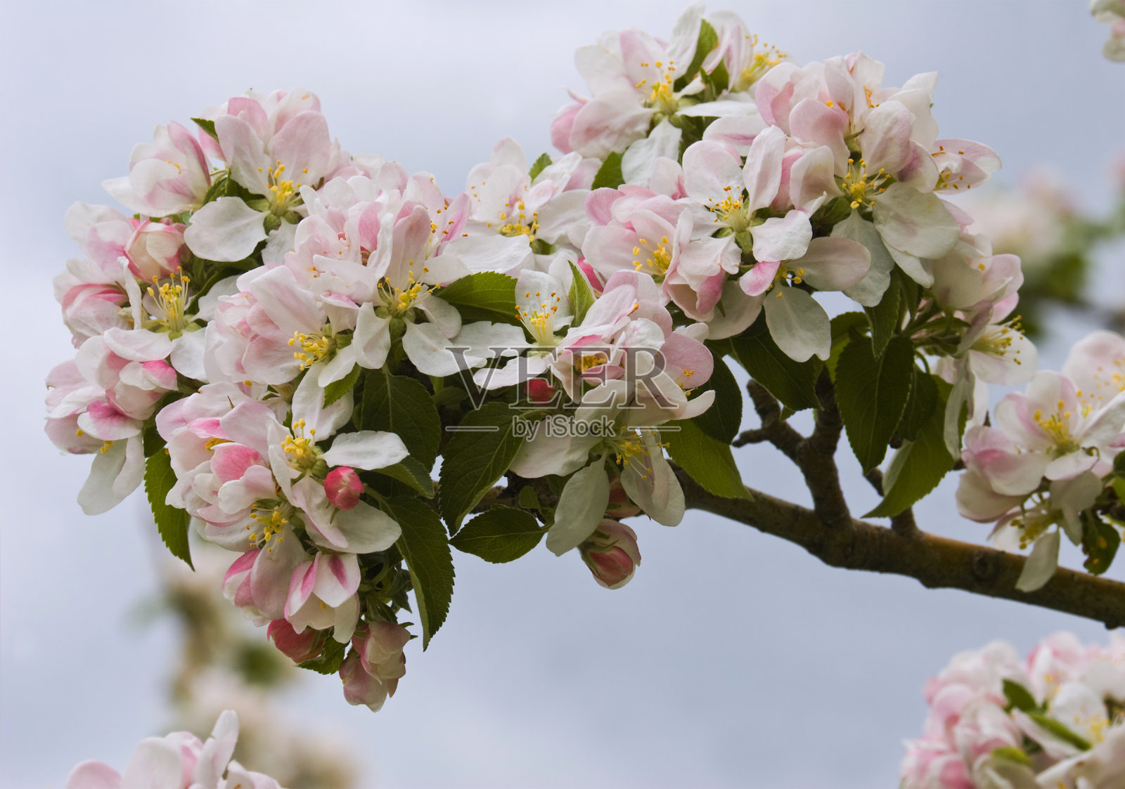 在春天给带花的苹果树分枝照片摄影图片