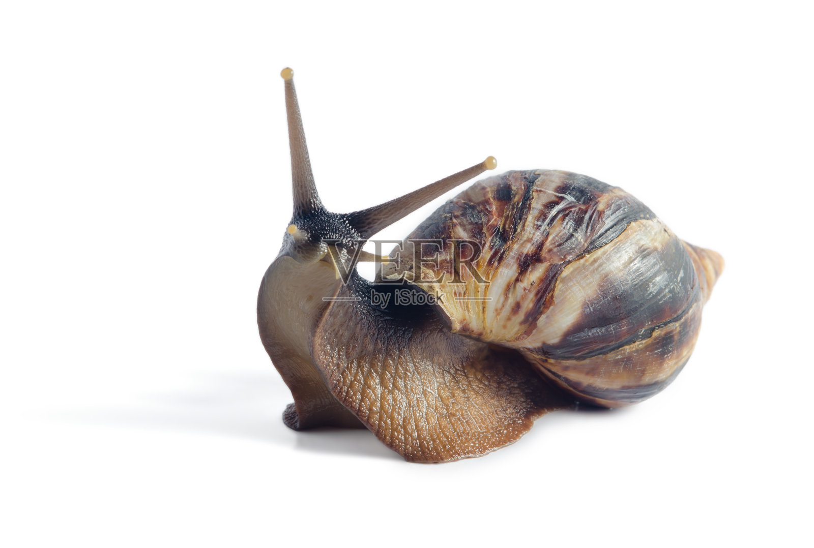 孤立的蜗牛阿卡蒂娜fulica在白色背景照片摄影图片