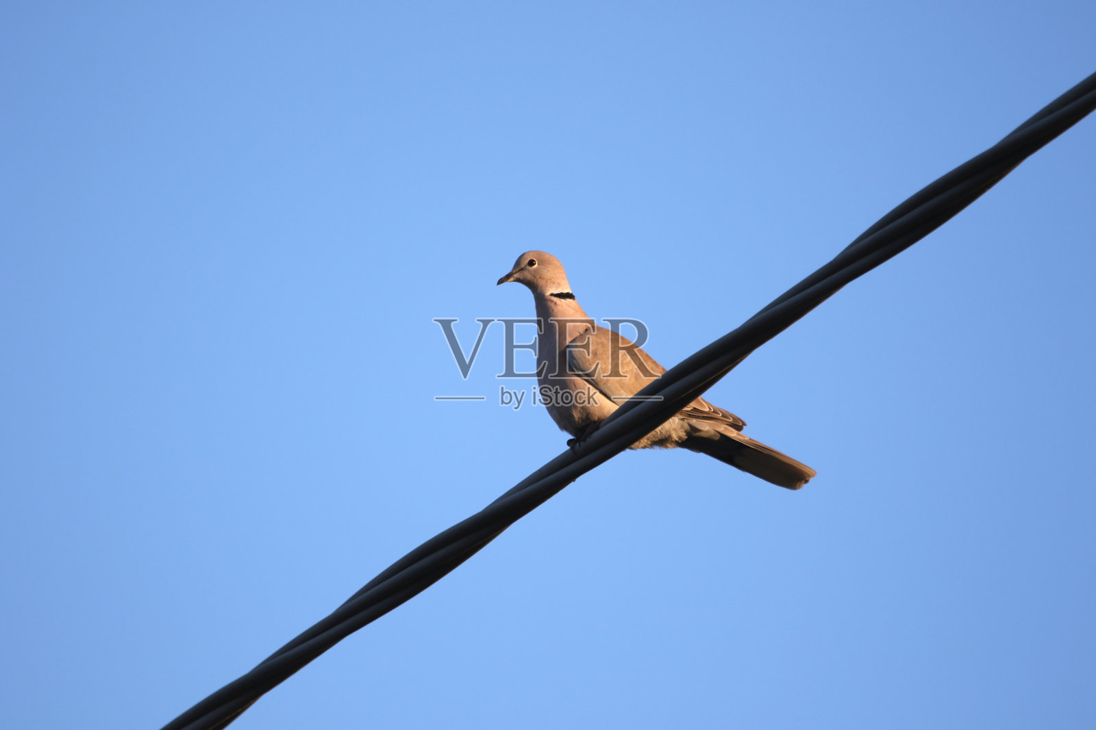 有衣领的鸽子，也被称为链鸠，或栖息在电线上的哀鸽，属于鸽子科或鸽科照片摄影图片