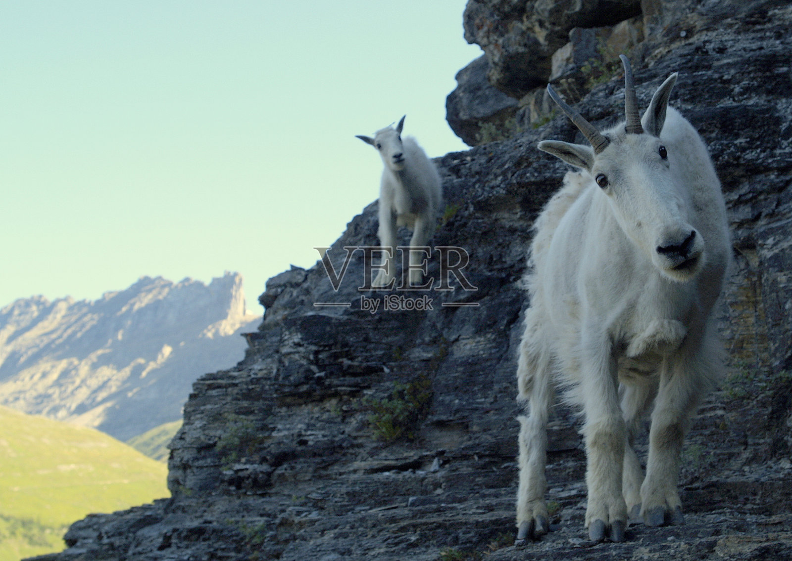 山上的山羊和她的比利照片摄影图片