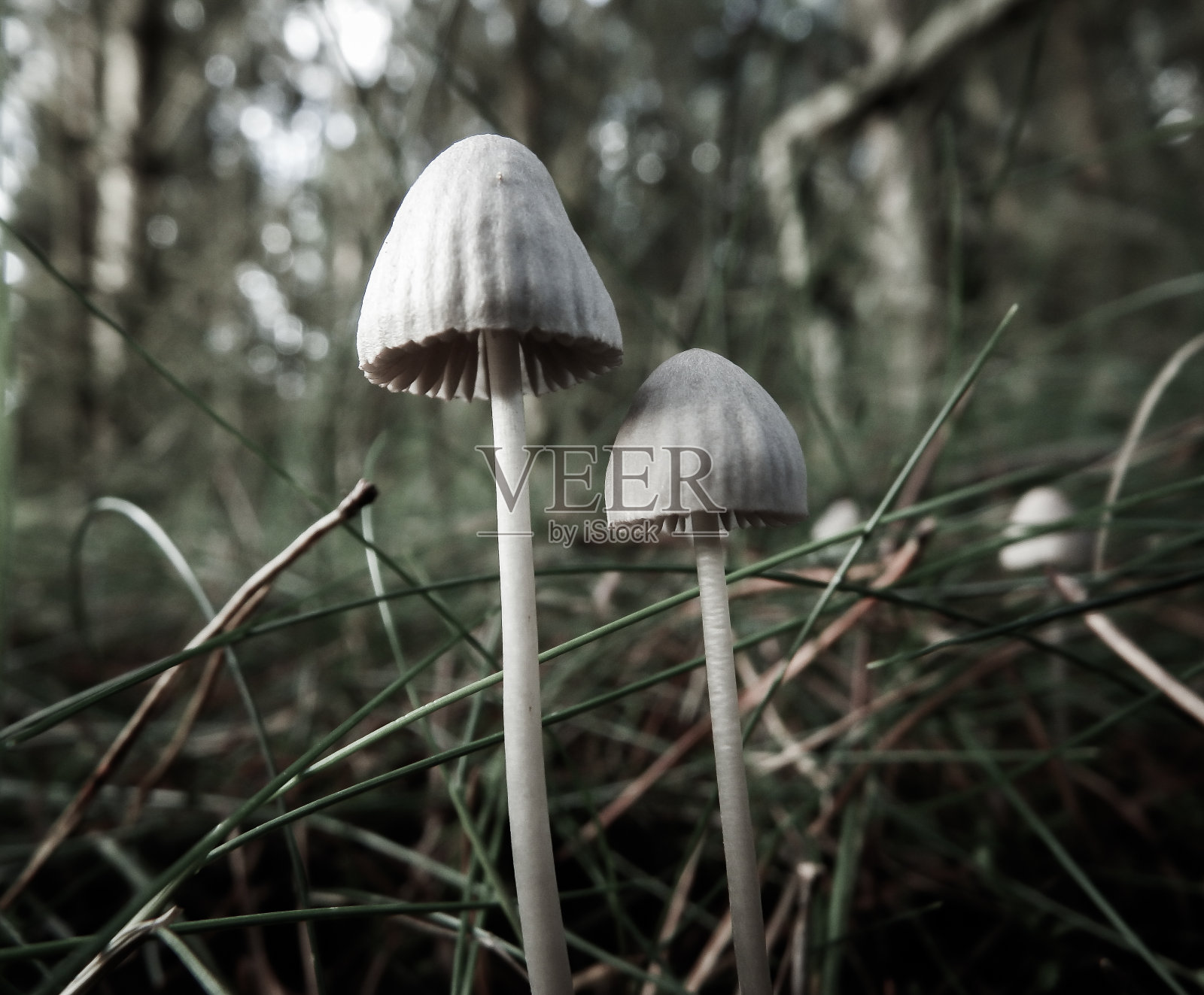 森林里的小蘑菇照片摄影图片