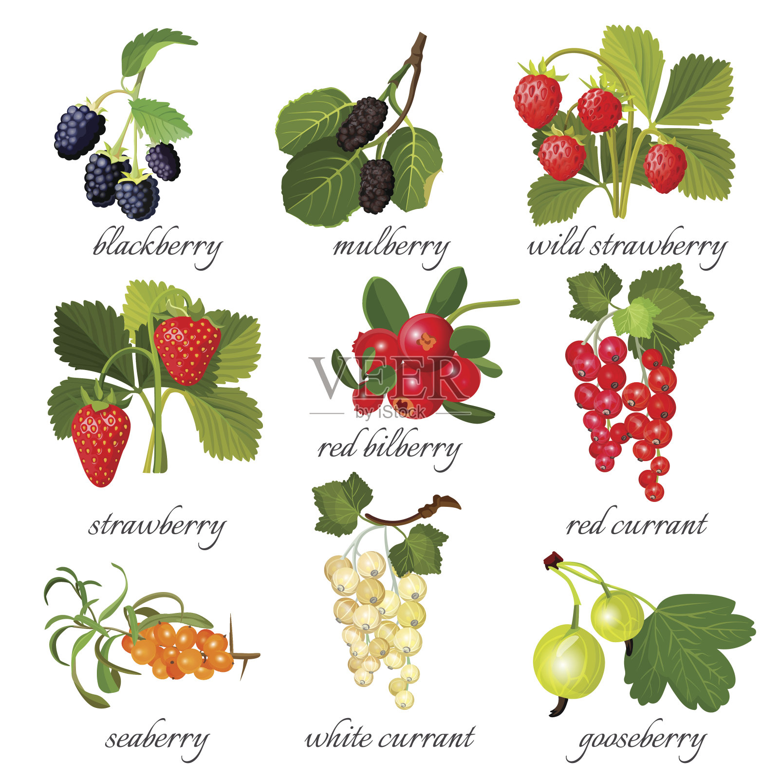 黑莓、桑椹、野草莓、红越桔、黑醋栗、海莓设计元素图片