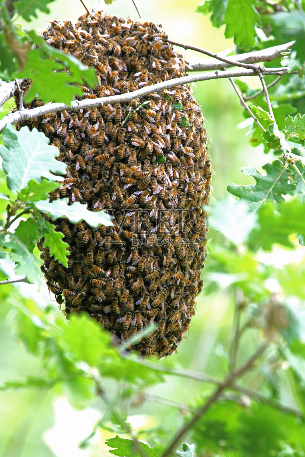 5月初，意大利一棵橡树上挂着一群意大利蜜蜂照片摄影图片