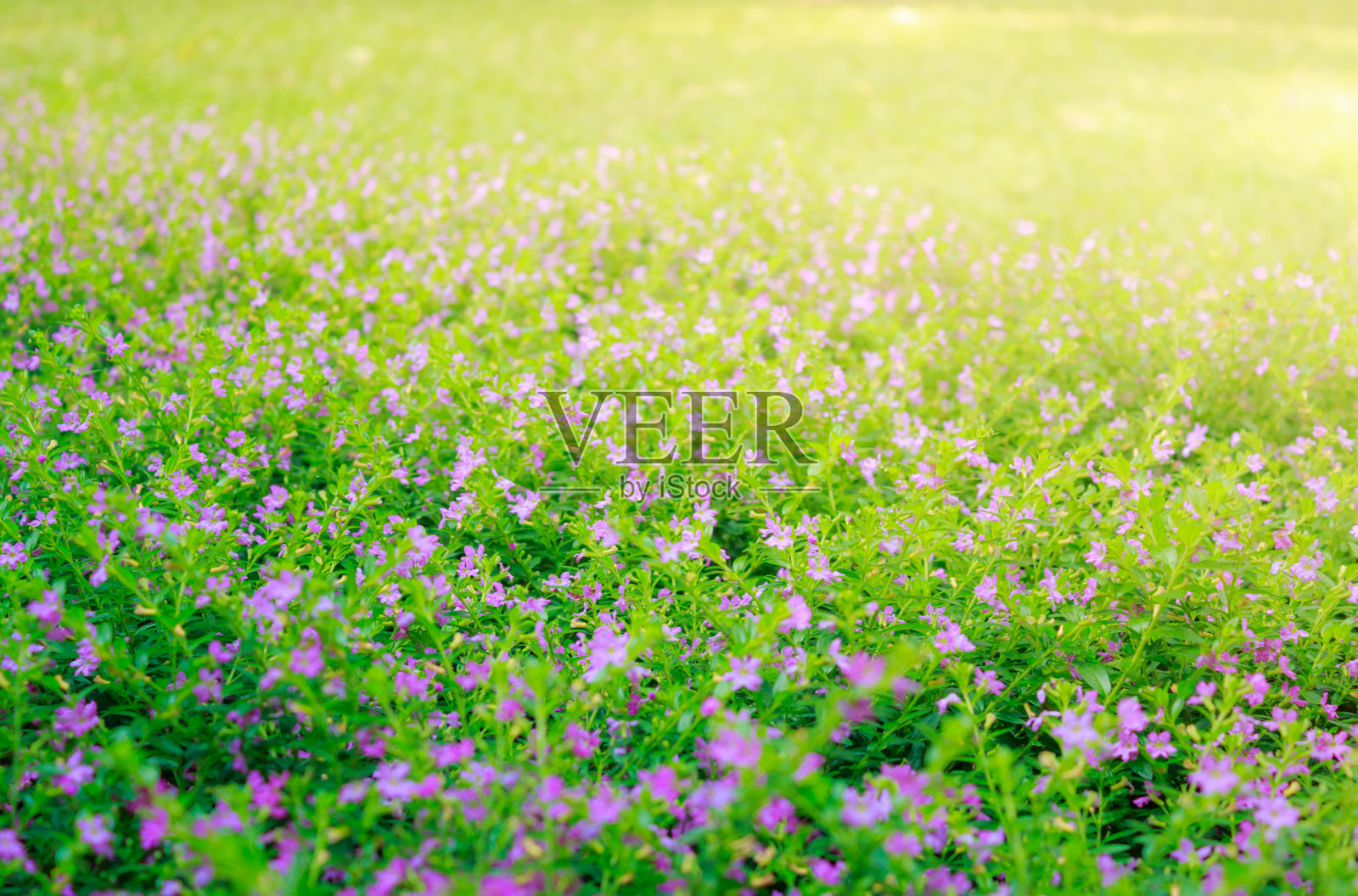 美丽的晨光照在一片花丛上。照片摄影图片