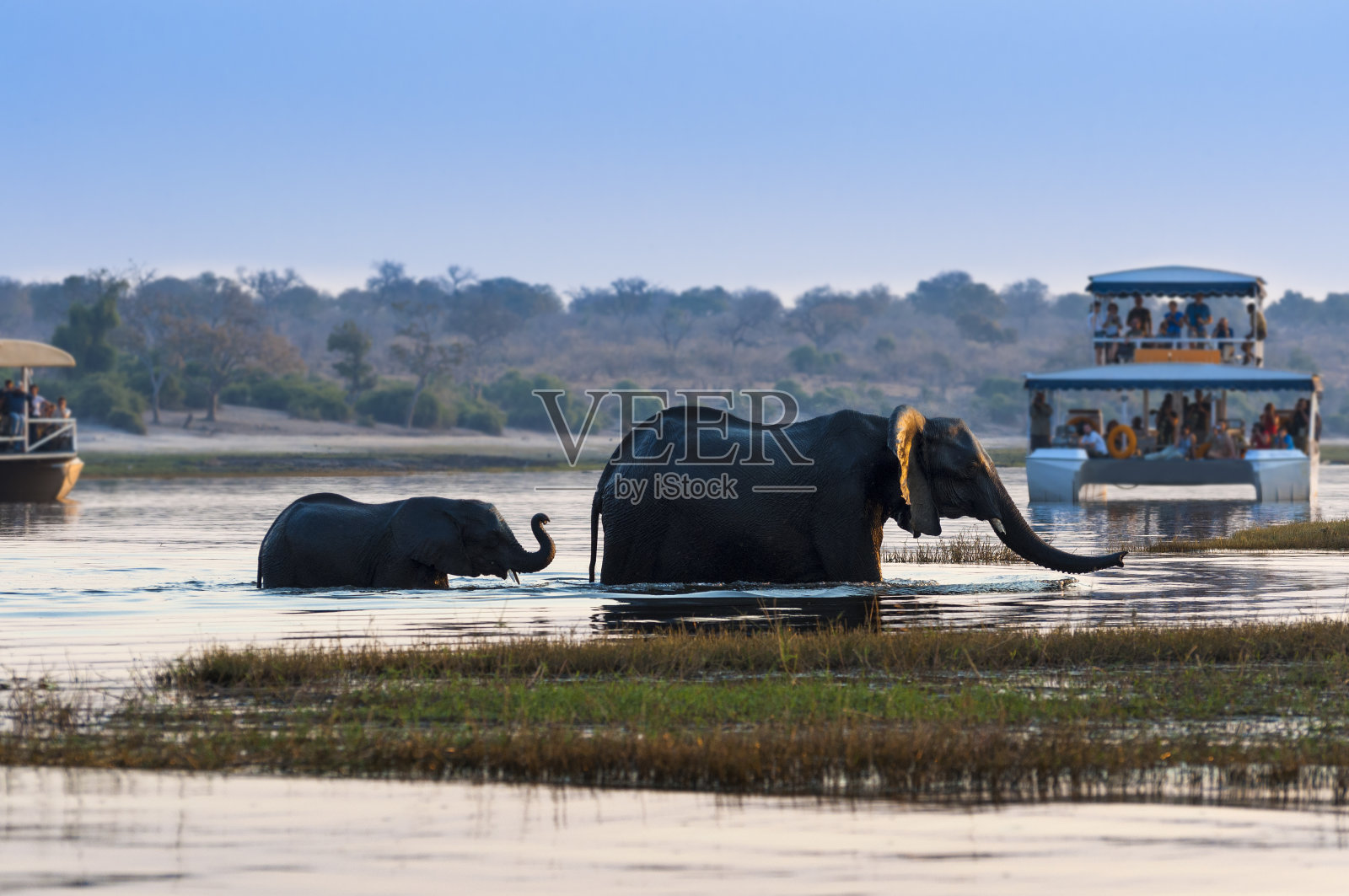 在丘比国家公园里，一只母非洲象和它的幼崽在游船的背景下横渡丘比河照片摄影图片