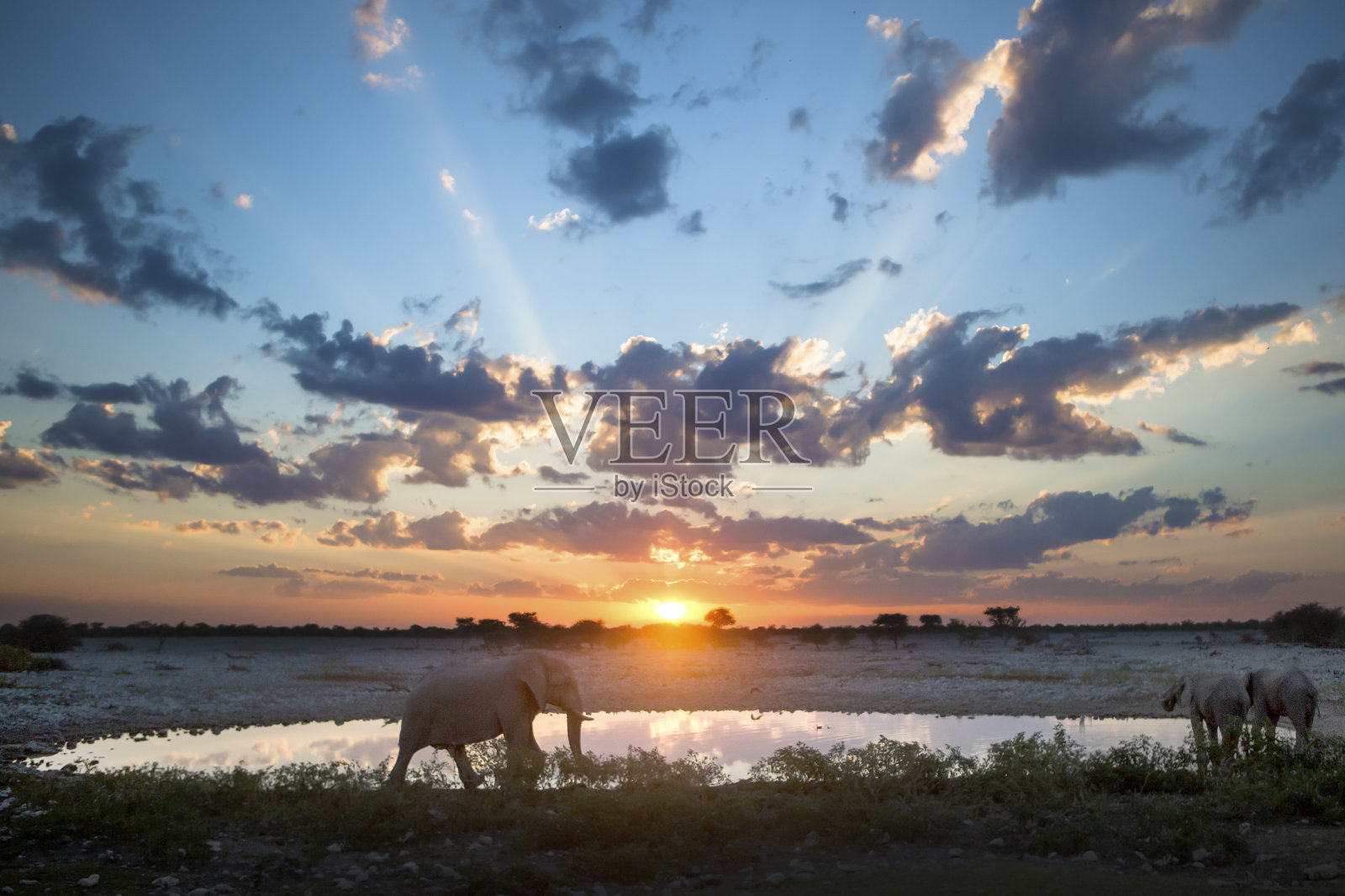 纳米比亚的沙漠大象照片摄影图片