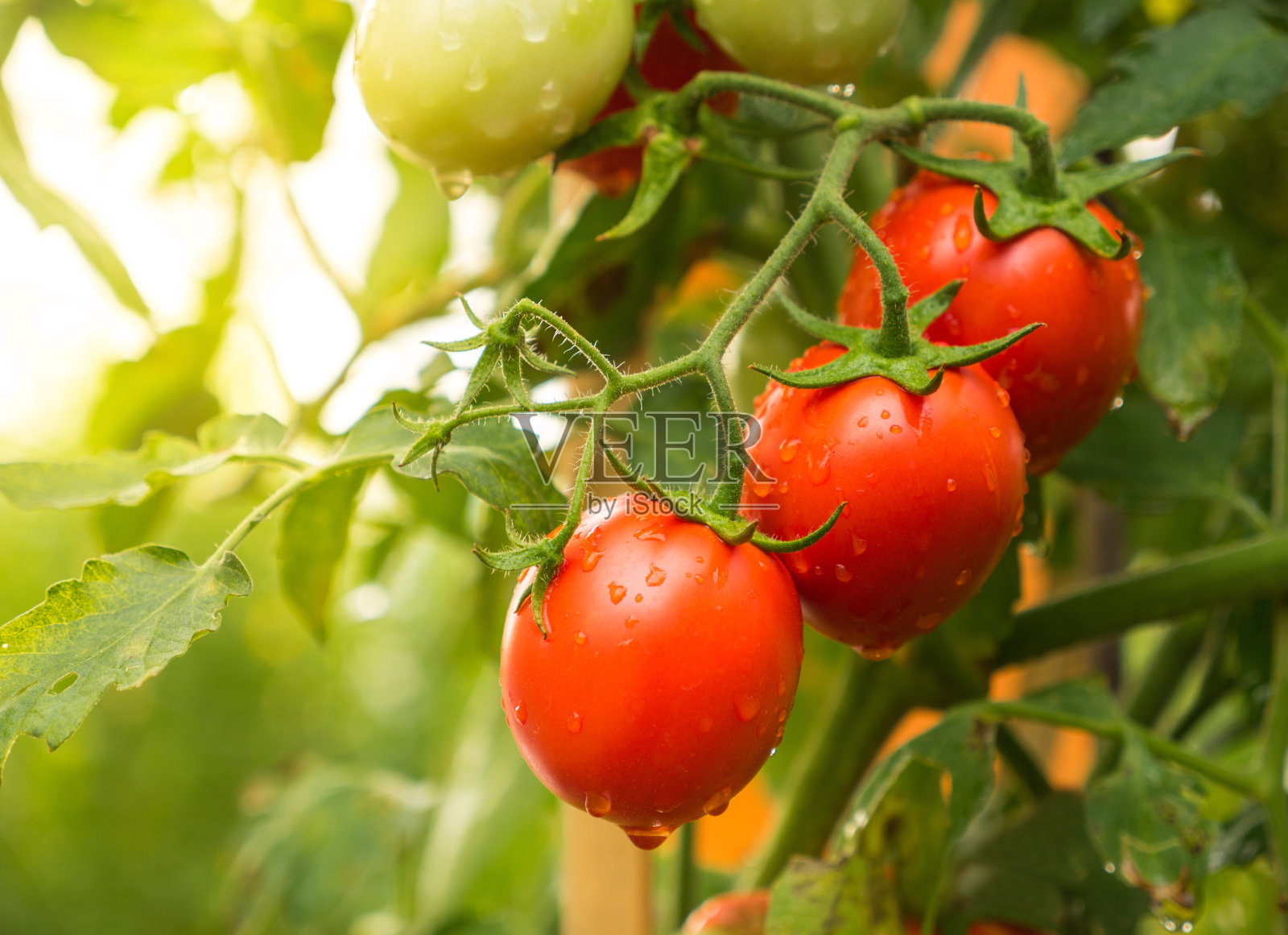 番茄水果与水滴和阳光照片摄影图片