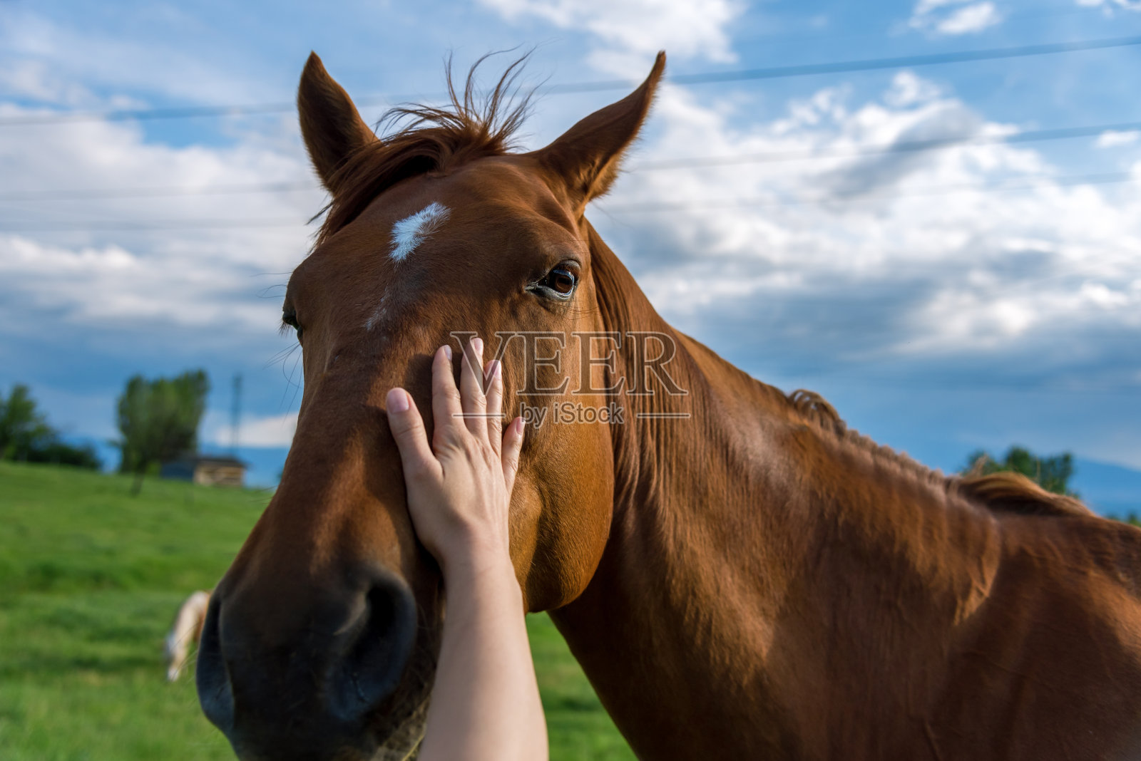 一个女人的手正在抚摸着一匹马照片摄影图片
