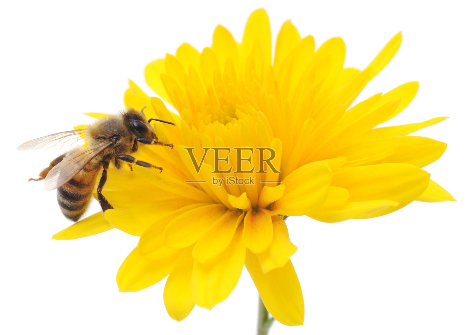 蜜蜂和黄花照片摄影图片
