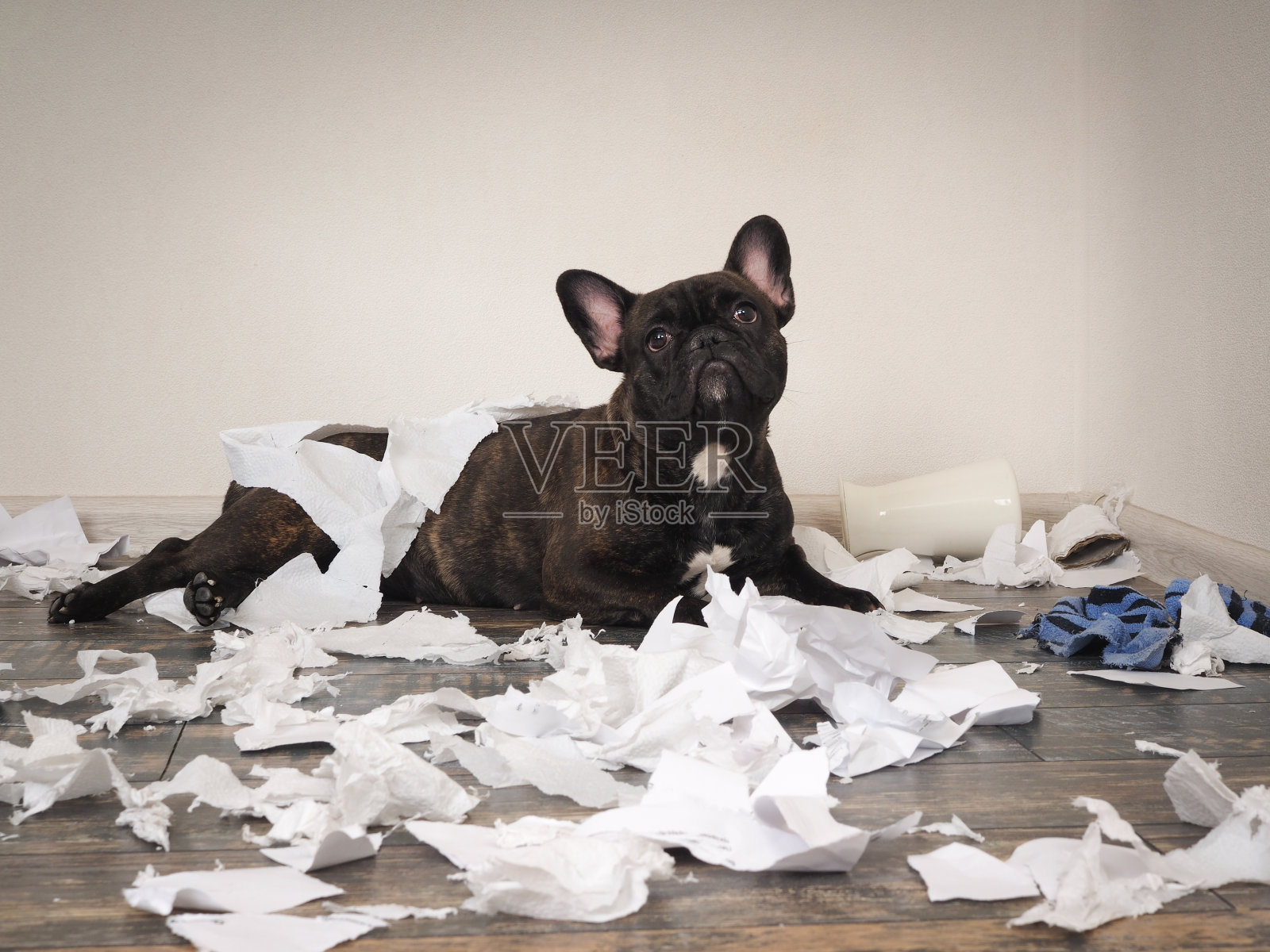 有趣的狗把房间弄得一团糟。顽皮的法国斗牛犬照片摄影图片