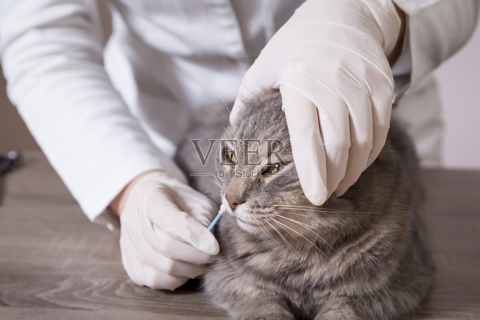 兽医在取猫的棉签照片摄影图片