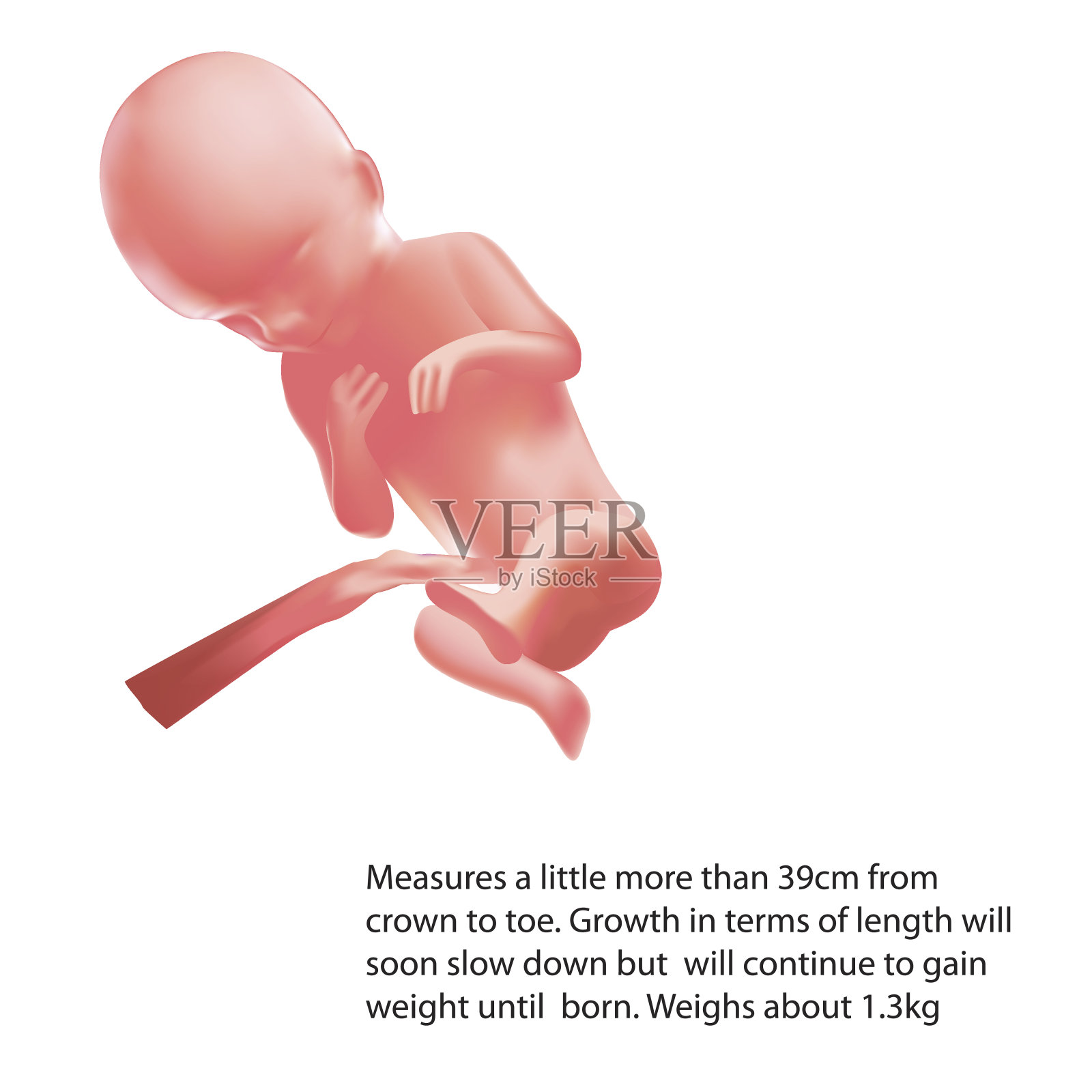 怀孕了。子宫内的人类胎儿。胎儿阶段。向量。插画图片素材