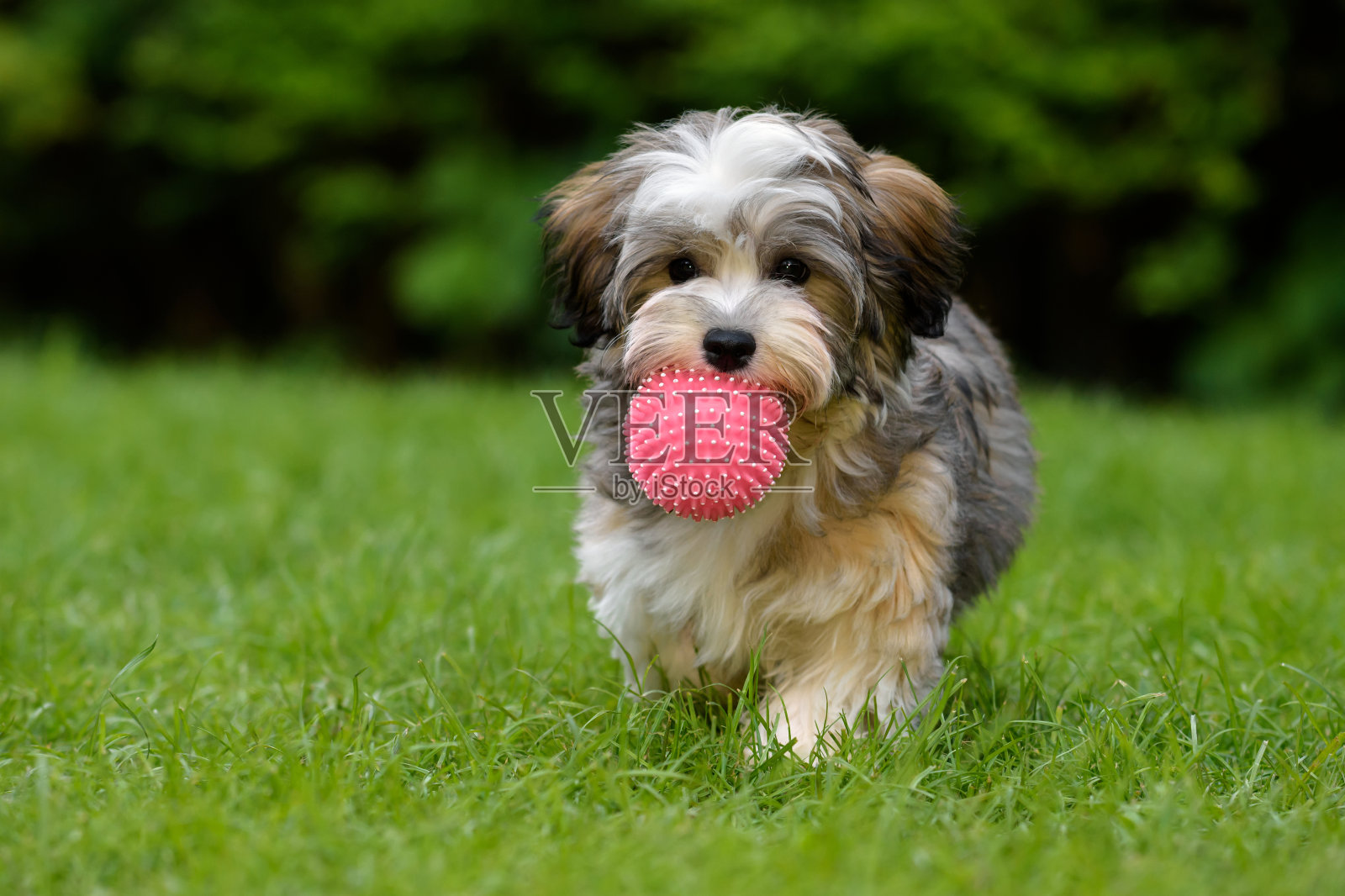 顽皮的哈瓦尼斯小狗带来了一个粉红色的球在草地上照片摄影图片
