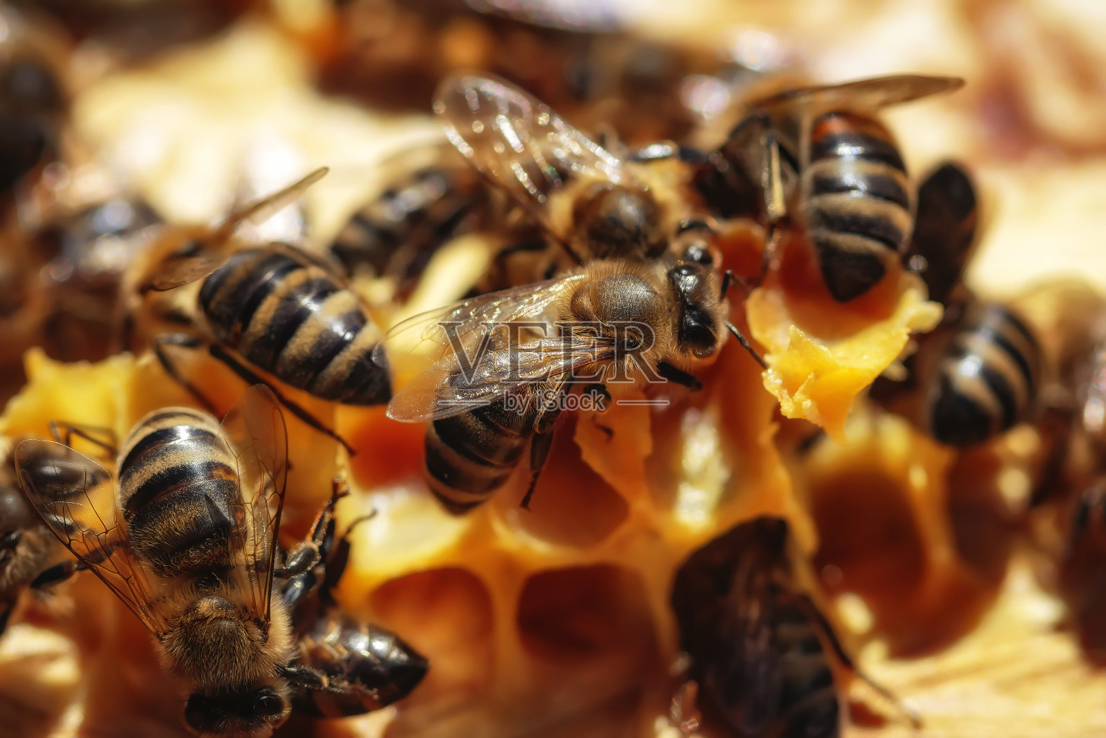 健康的蜜蜂在一个框架上照片摄影图片