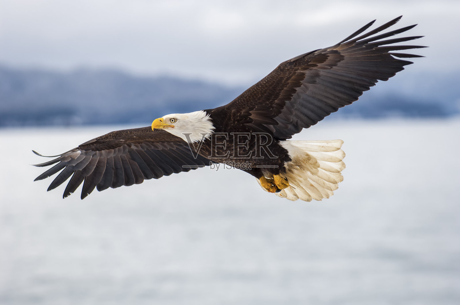 秃鹰在冰冷的水面上飞翔照片摄影图片