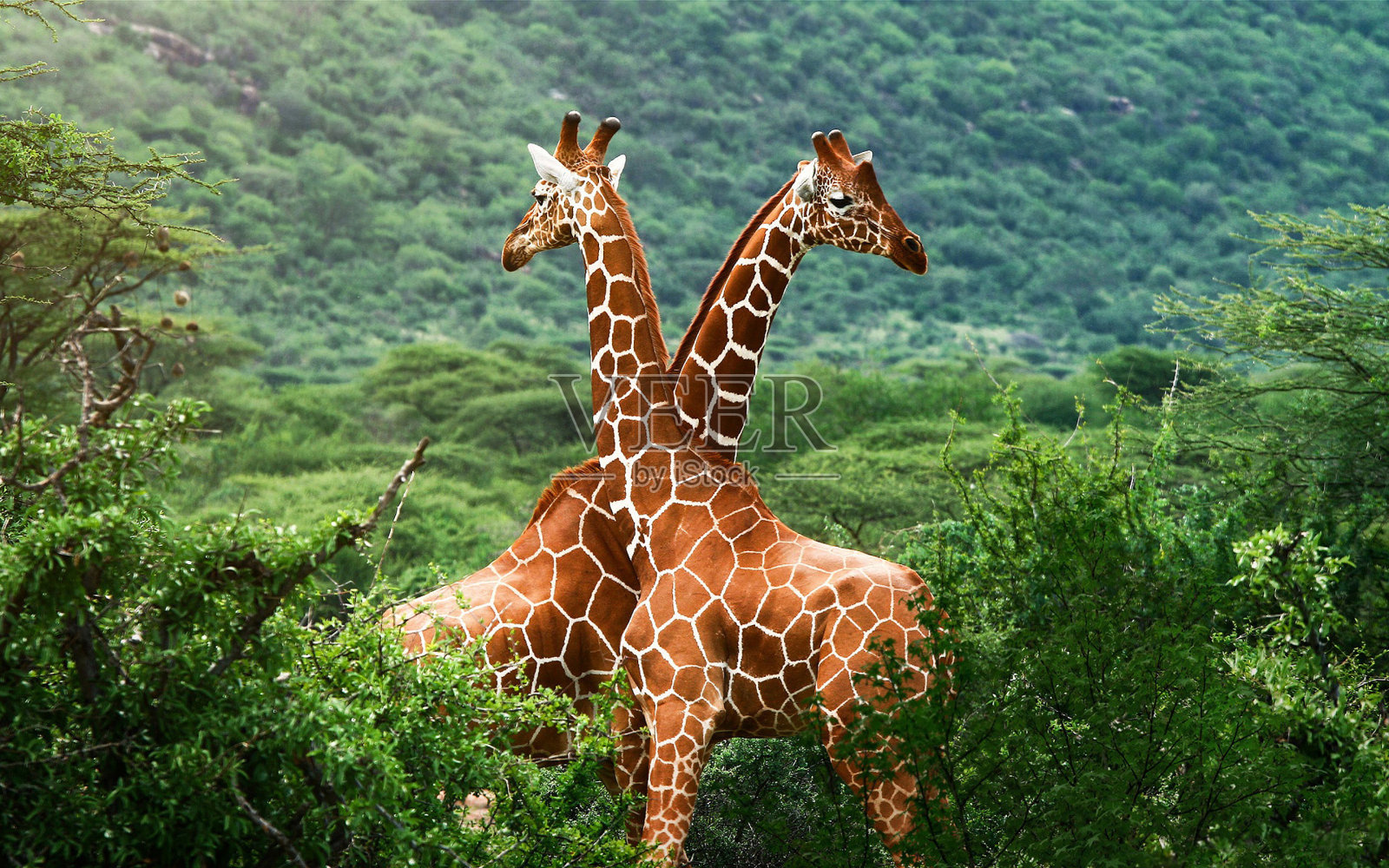 长颈鹿非洲墙纸照片摄影图片