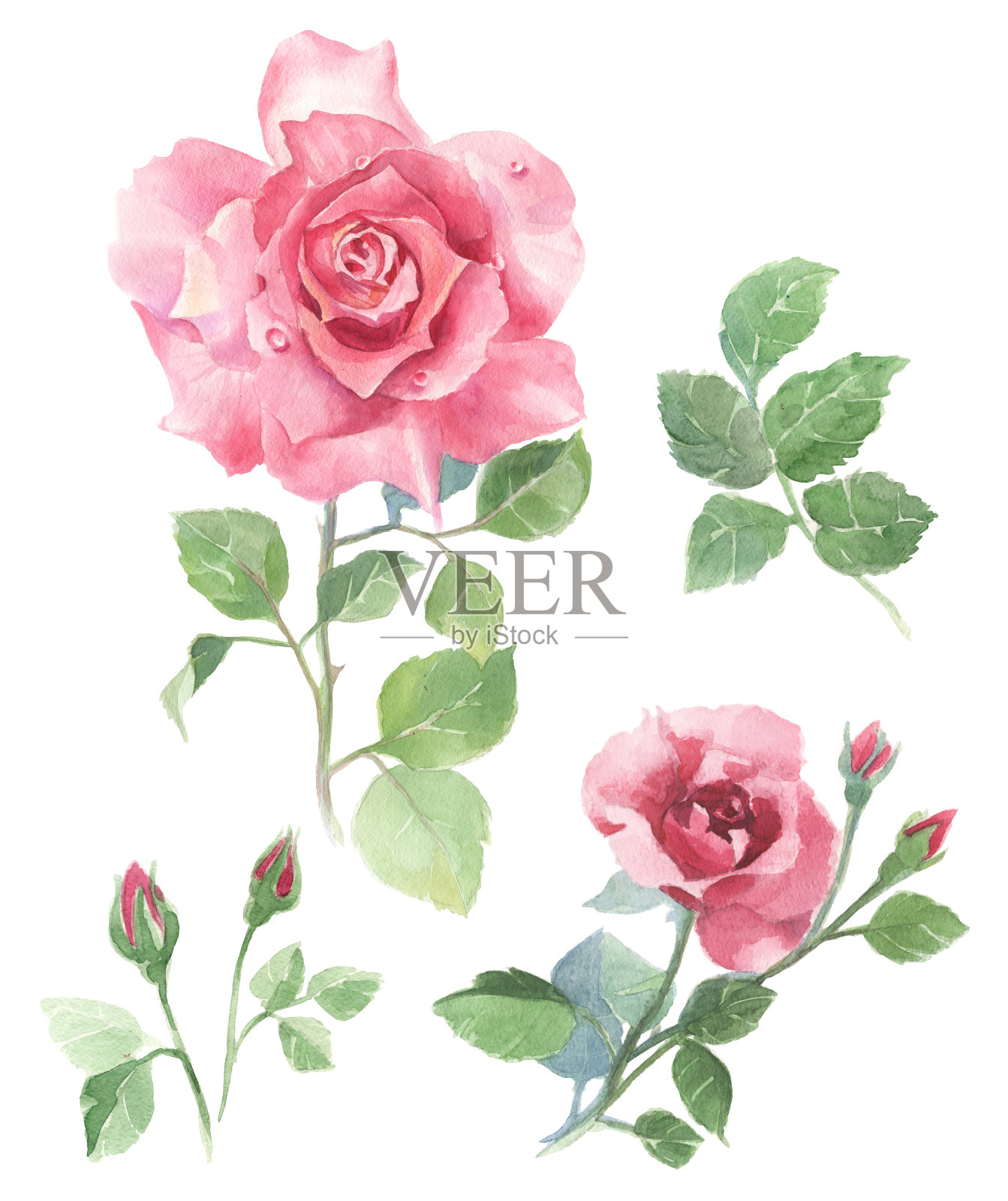 一套孤立的水彩玫瑰印刷，明信片，设计插画图片素材