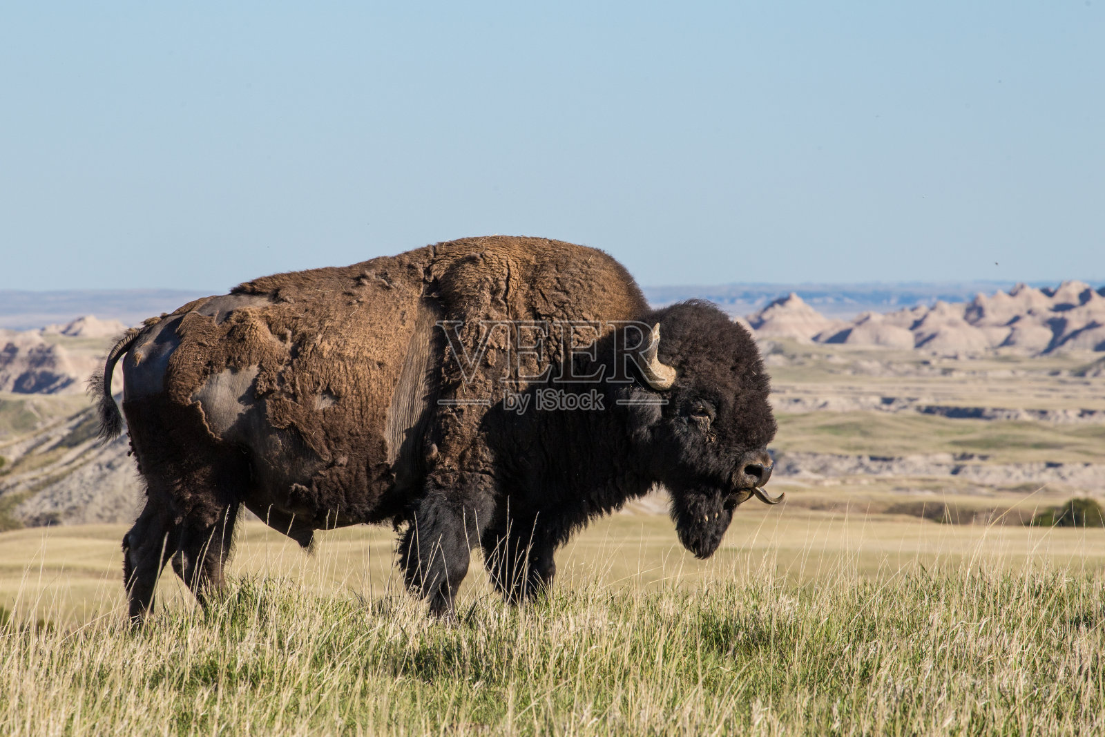 南达科塔州Badlands的美洲野牛伸出舌头照片摄影图片