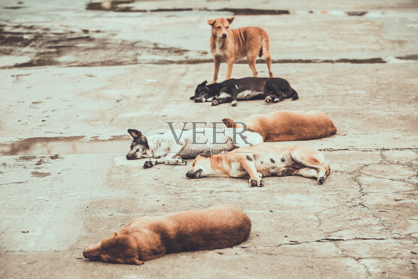 六只流浪狗睡在街上，颜色复古风格照片摄影图片