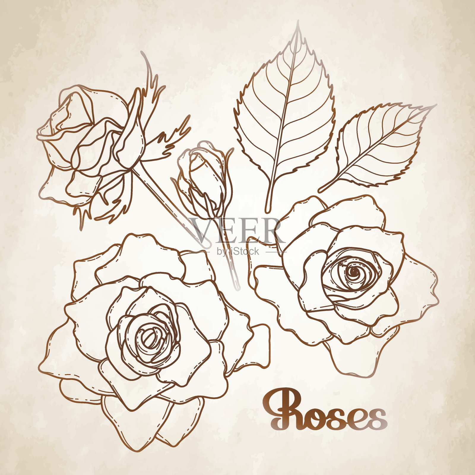 图形玫瑰集合插画图片素材