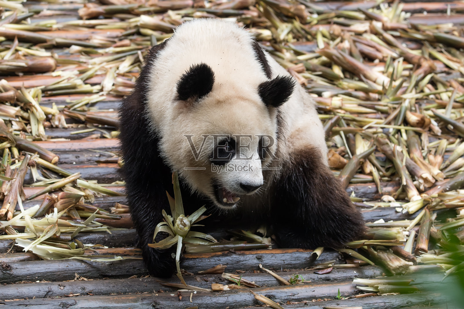 大熊猫吃竹子照片摄影图片