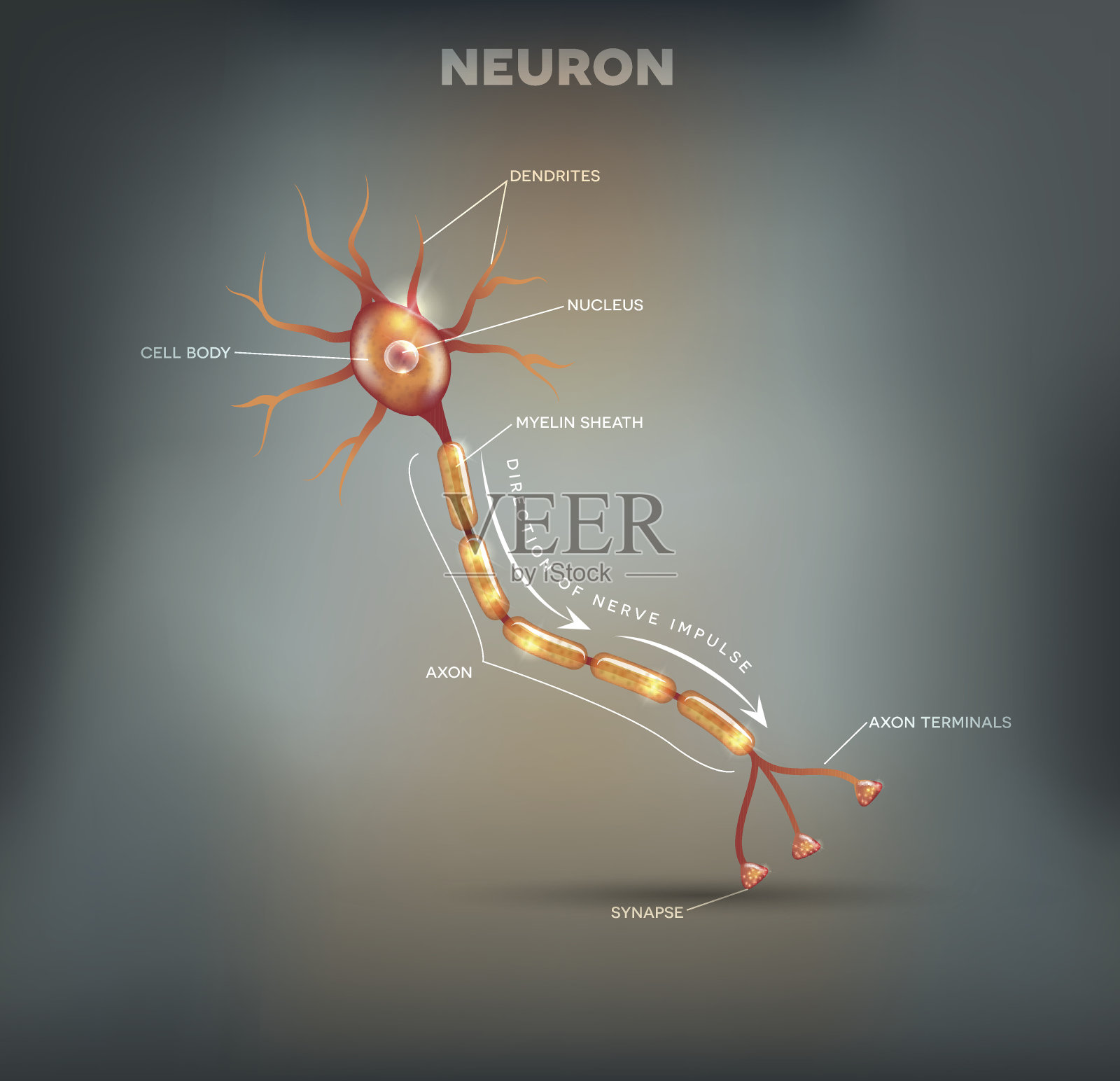 神经元插画图片素材
