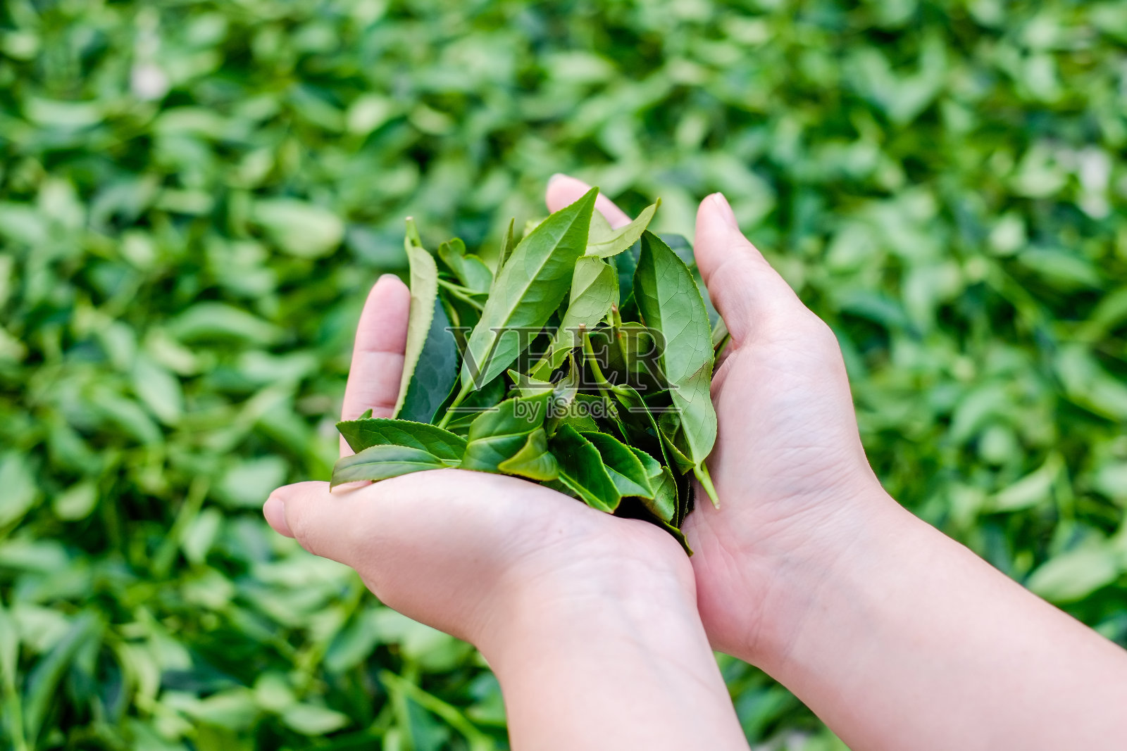 台湾阿里山著名的乌龙茶产区，一名姑娘手拿新鲜的有机茶芽和茶叶照片摄影图片