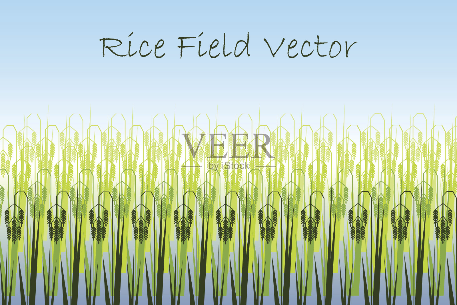 矢量插图与程式化的绿色稻田。插画图片素材